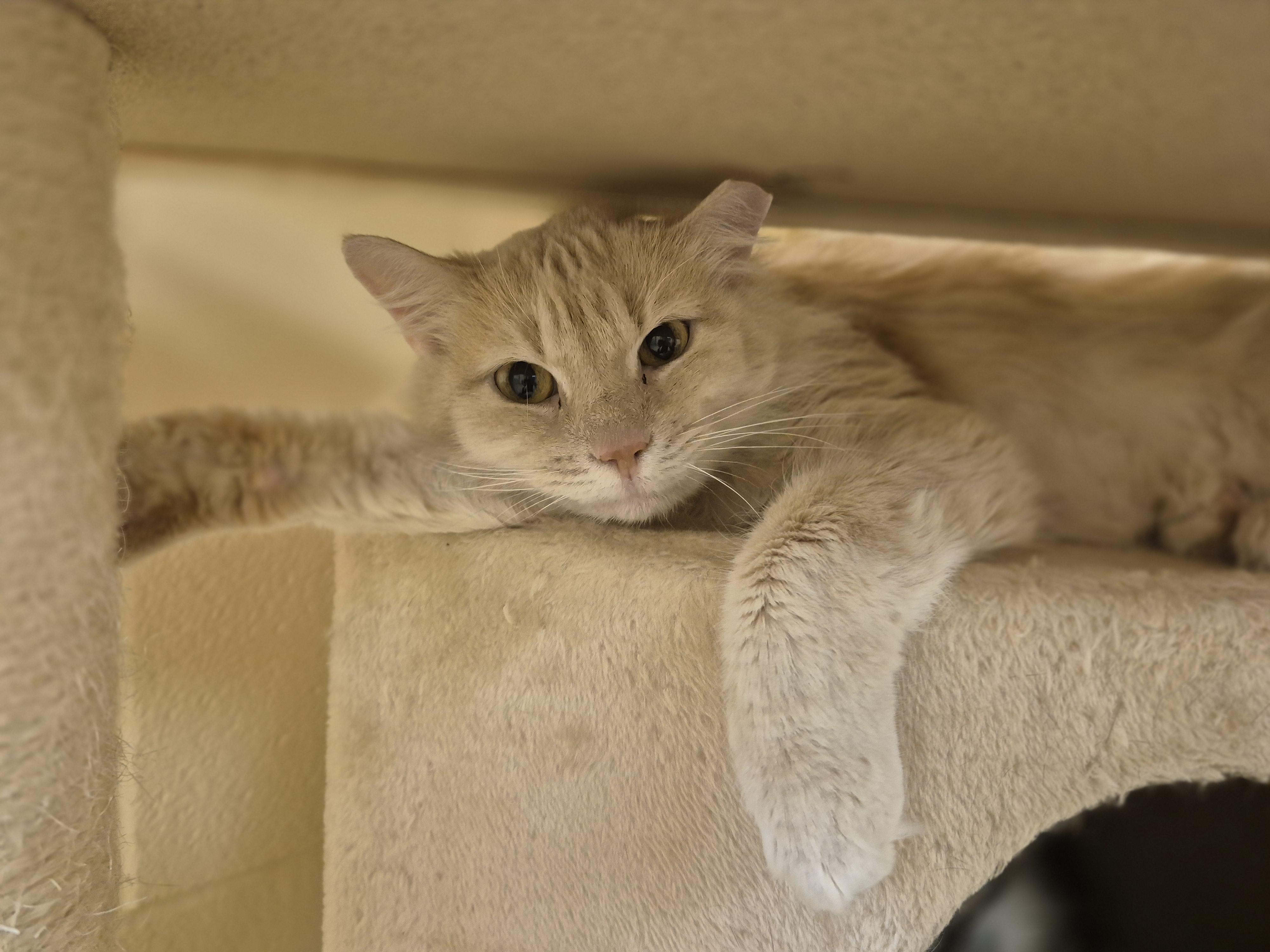 Enlarge Star, an adopted Domestic Medium Hair in Schertz, TX image 2/2