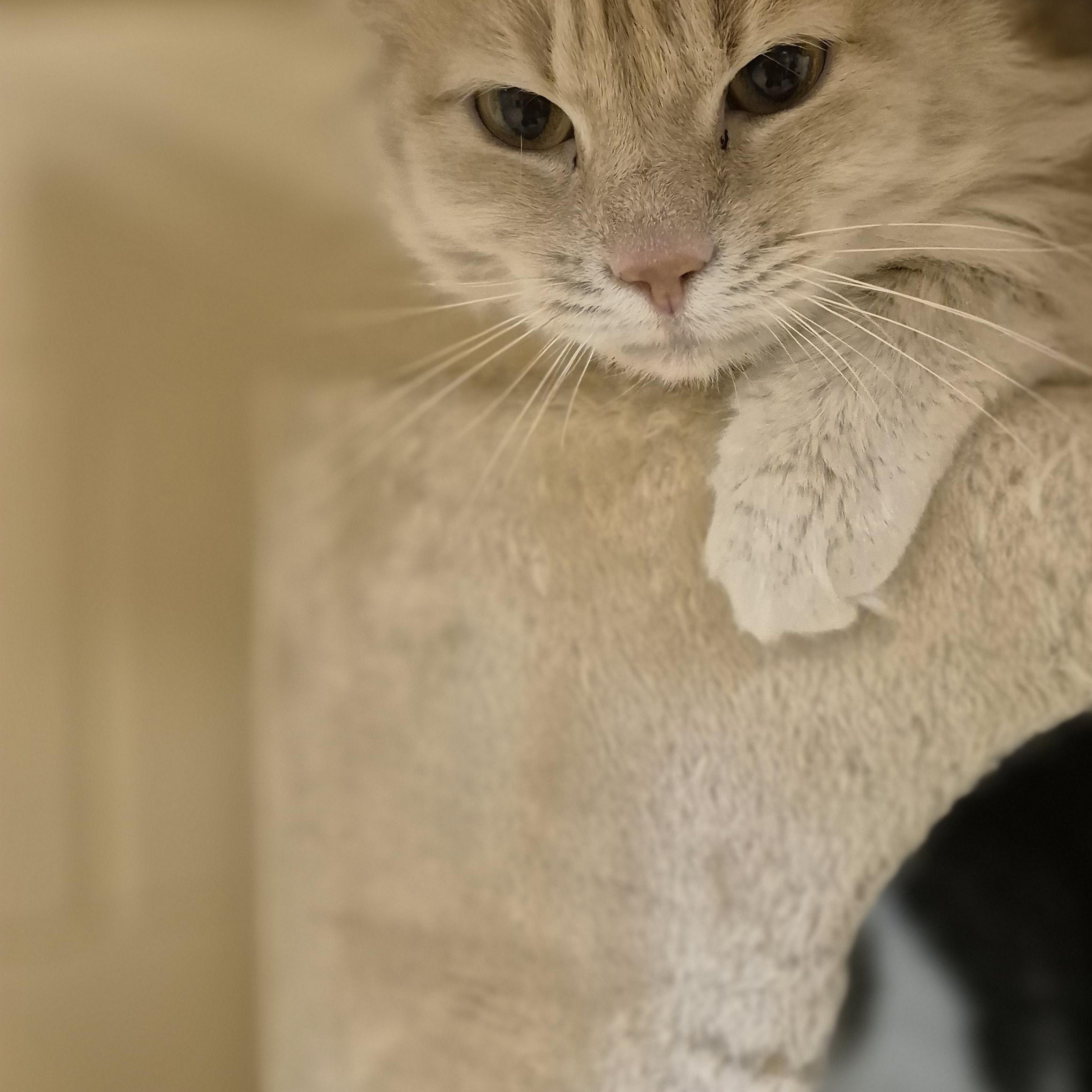 Star, adopted, Adult Male Domestic Medium Hair.