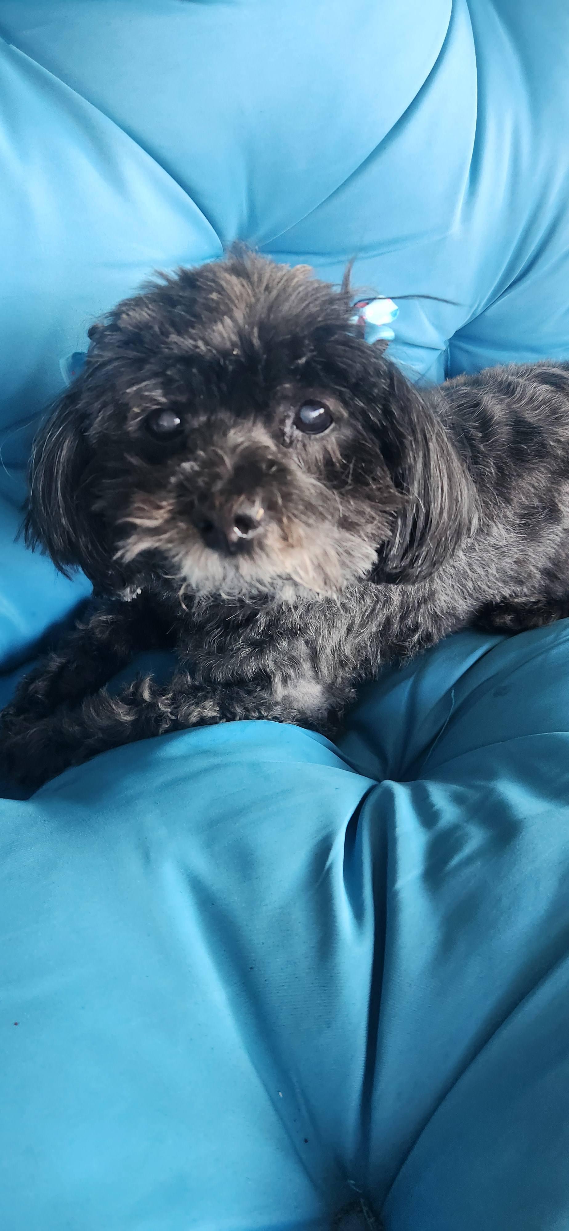 Sweet Sadie--GENTLE SENIOR GAL, adoptable, Senior Female Poodle.