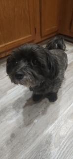Sweet Sadie--GENTLE SENIOR GAL, an adoptable mixed breed in Franklin, TN image 6/6
