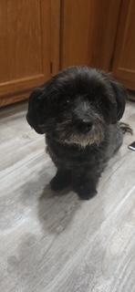 Sweet Sadie--GENTLE SENIOR GAL, adoptable, Senior Female Poodle.