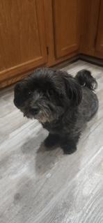 Sweet Sadie--GENTLE SENIOR GAL, an adoptable mixed breed in Franklin, TN image 4/6