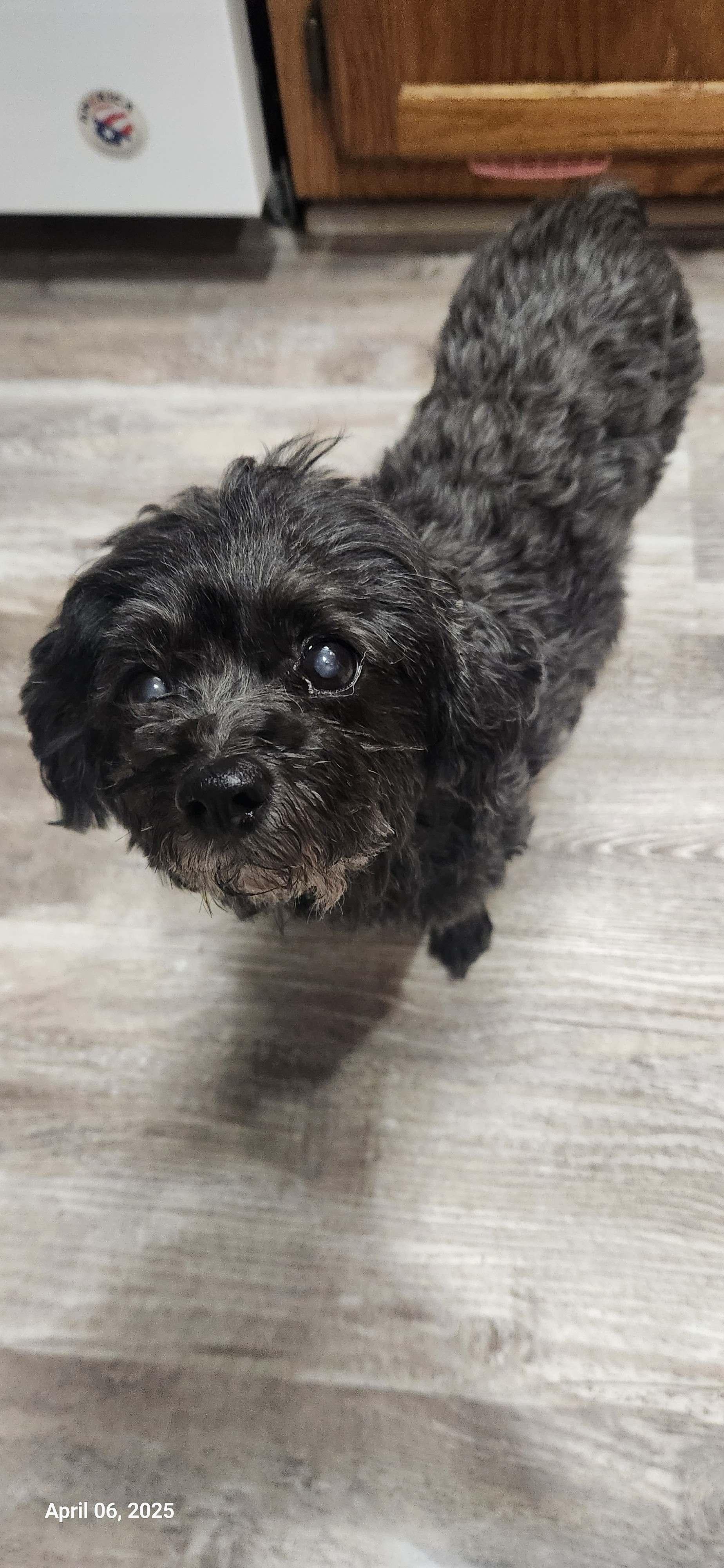 Sweet Sadie--GENTLE SENIOR GAL, a Adoptable mixed breed in Franklin, TN image 3/4