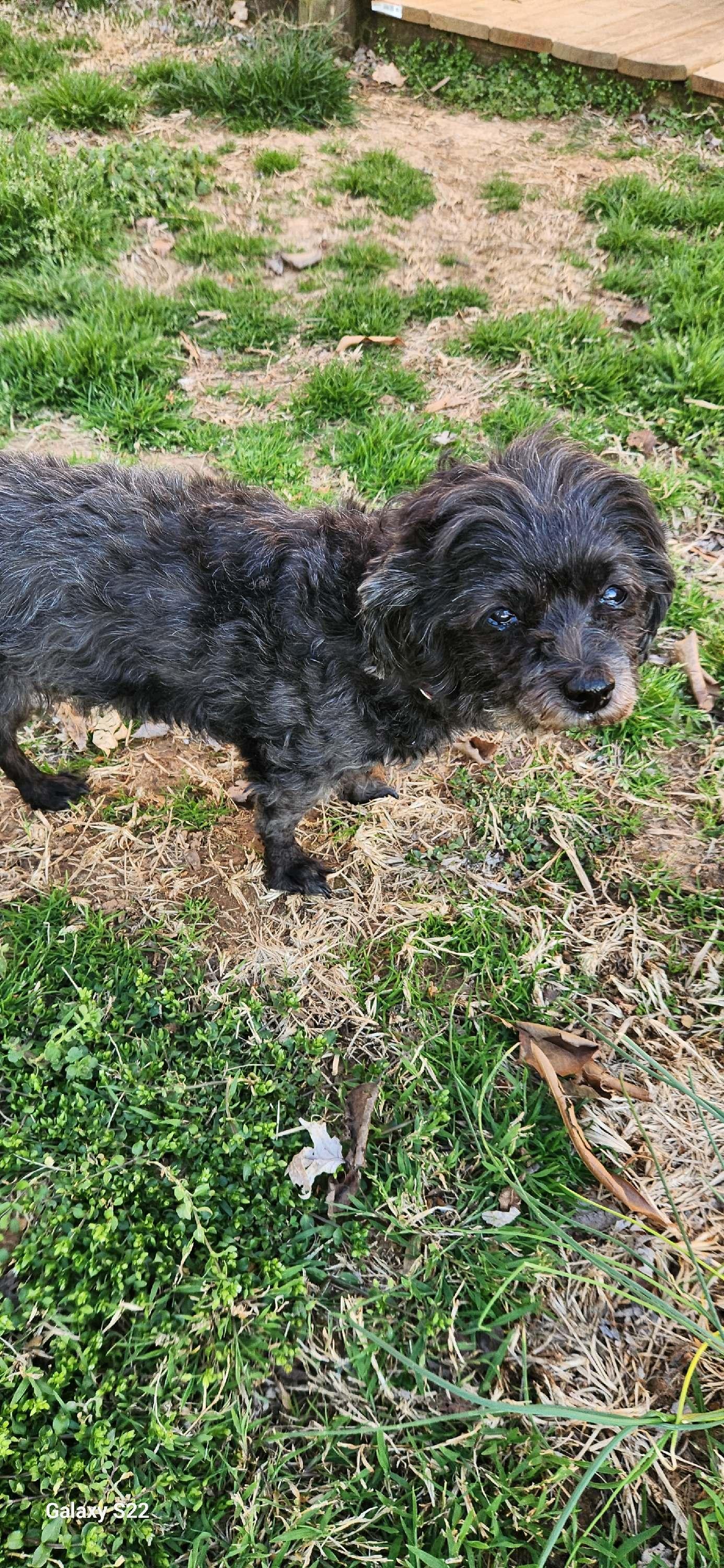 Sweet Sadie--GENTLE SENIOR GAL, a Adoptable mixed breed in Franklin, TN image 2/4