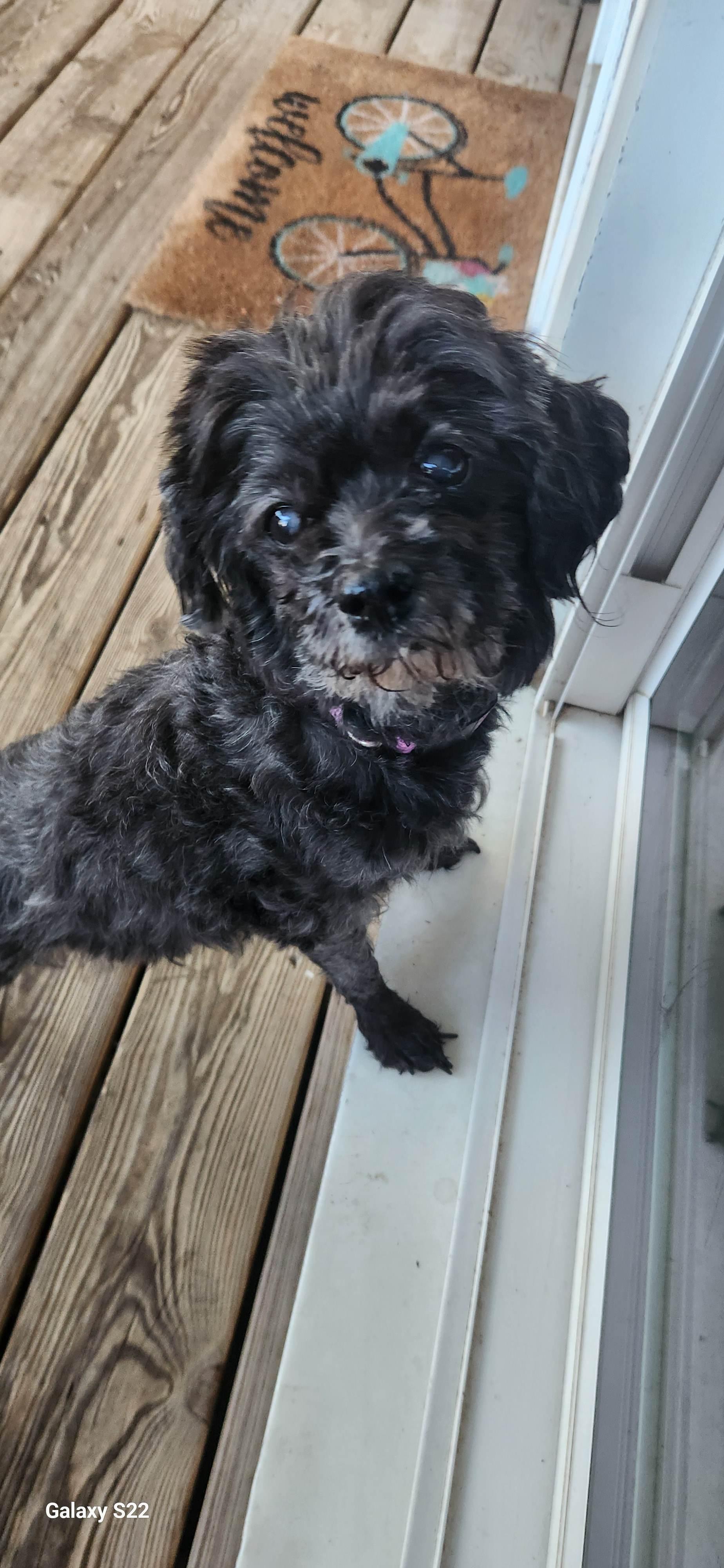 Sweet Sadie--GENTLE SENIOR GAL, a Adoptable mixed breed in Franklin, TN image 1/4