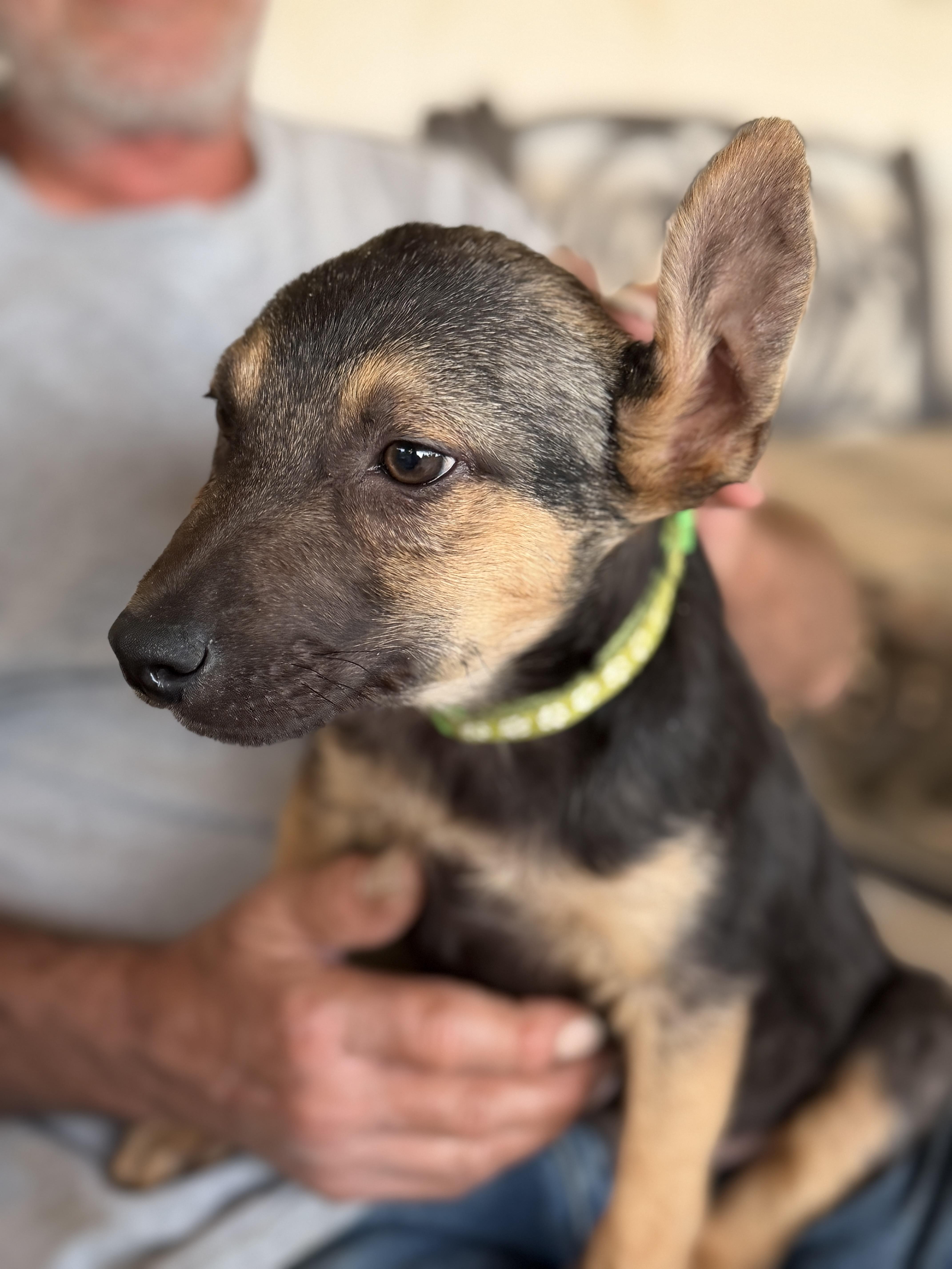 Enlarge Winston, a ADOPTABLE mixed breed in Gilbert, AZ image 3/5
