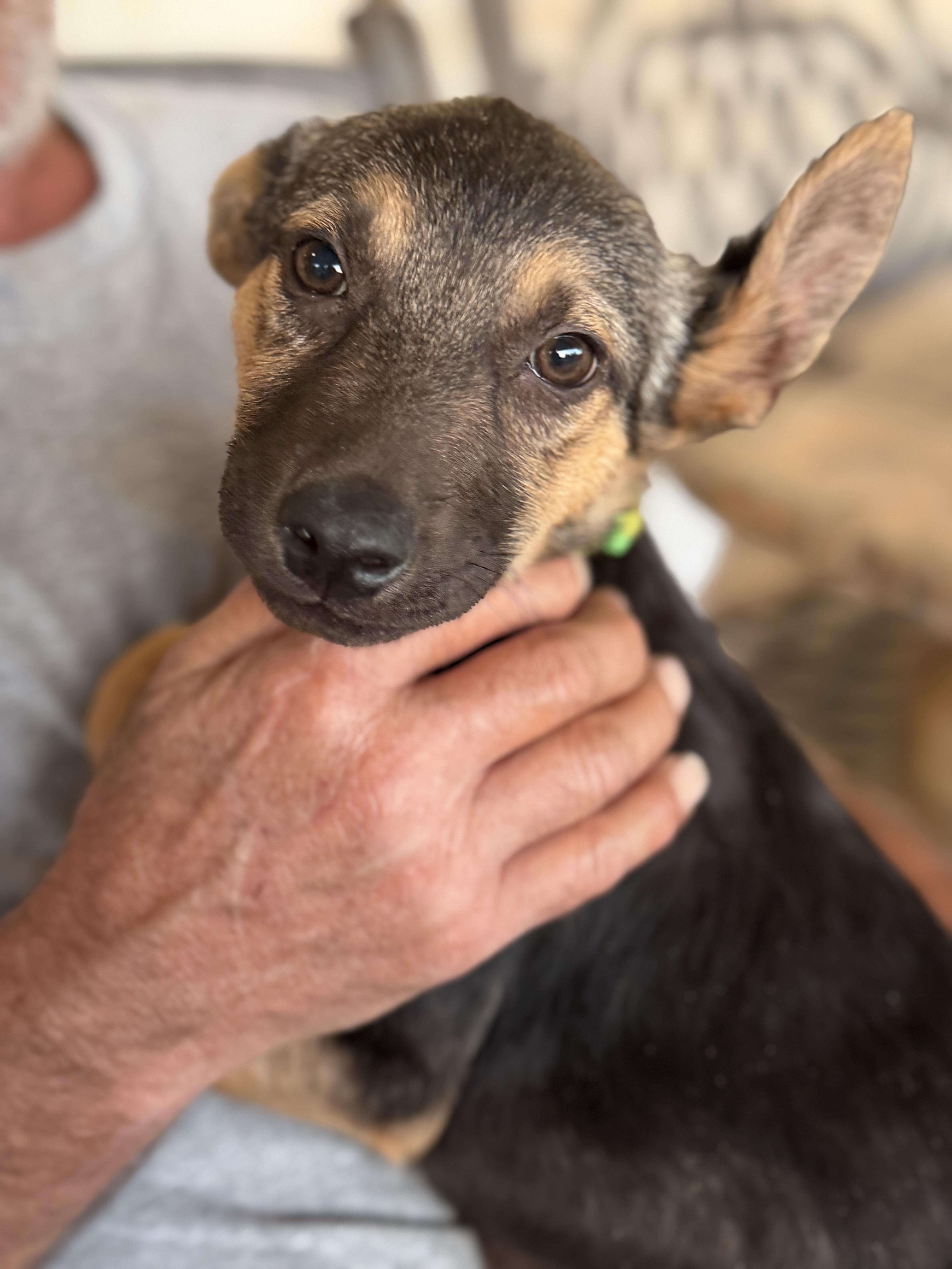 Enlarge Winston, a ADOPTABLE mixed breed in Gilbert, AZ image 4/5