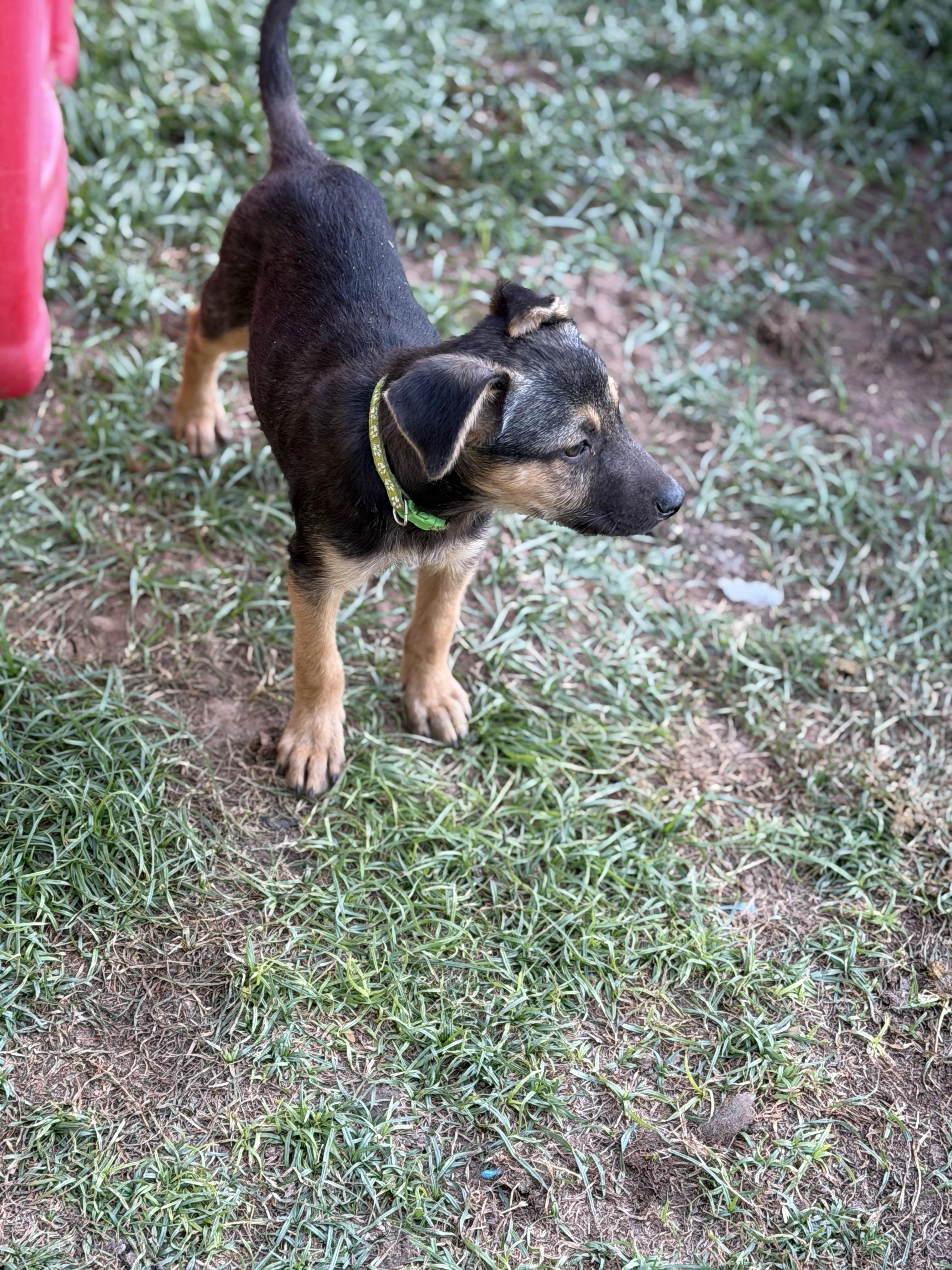Enlarge Winston, a ADOPTABLE mixed breed in Gilbert, AZ image 5/5