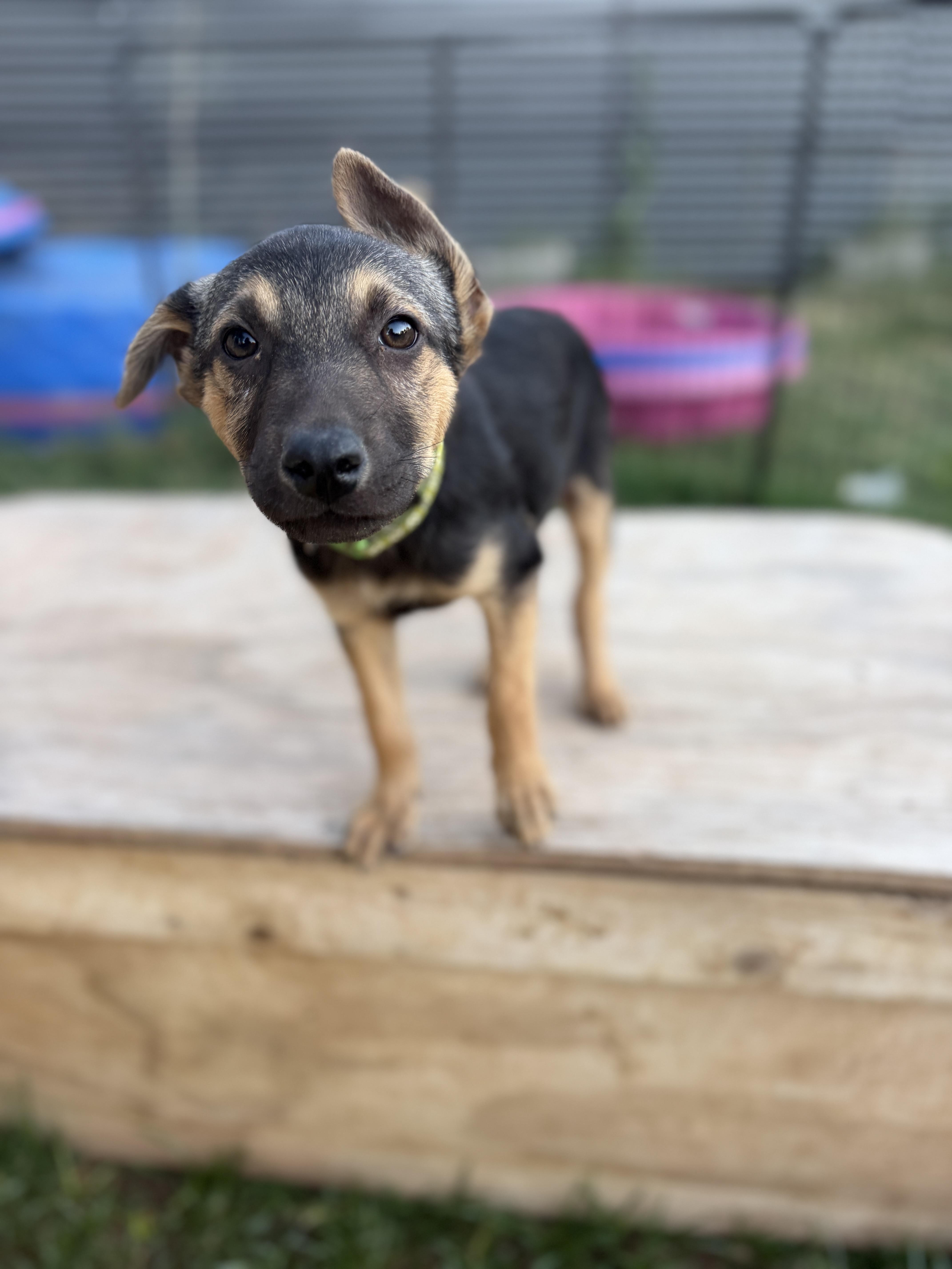 Enlarge Winston, a ADOPTABLE mixed breed in Gilbert, AZ image 2/5