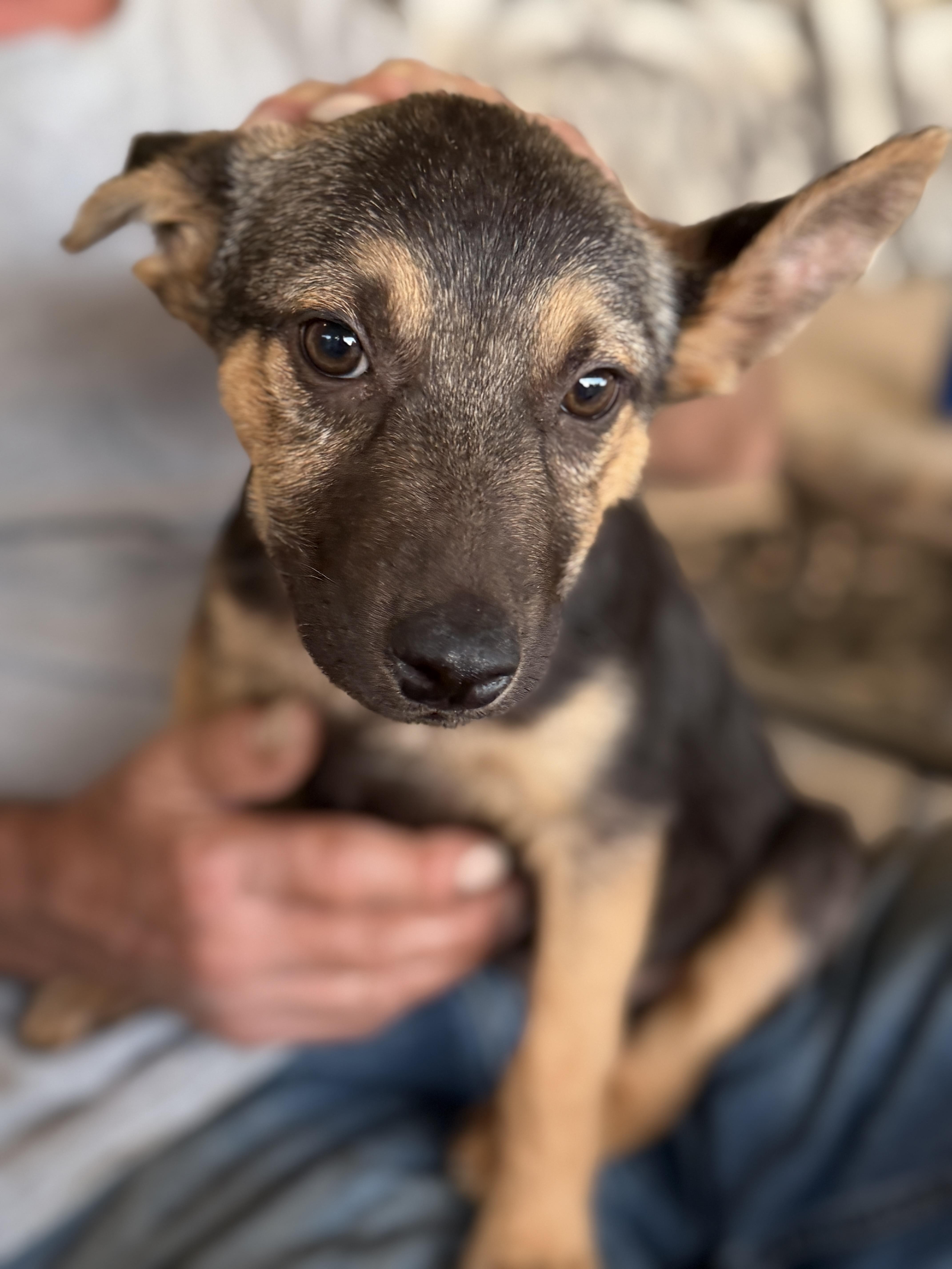 Enlarge Winston, a ADOPTABLE mixed breed in Gilbert, AZ image 1/5