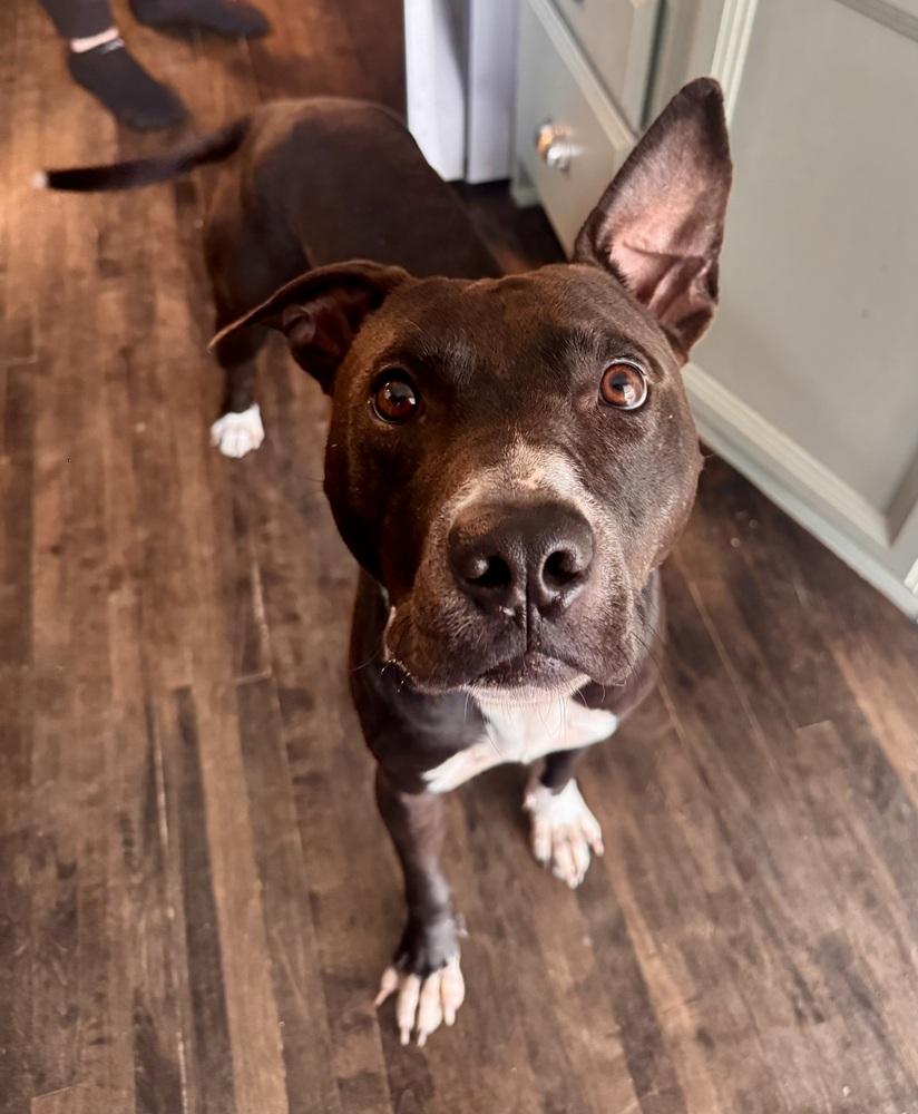 Enlarge BooBoo, a Adoptable mixed breed in Minneapolis, MN image 1/4