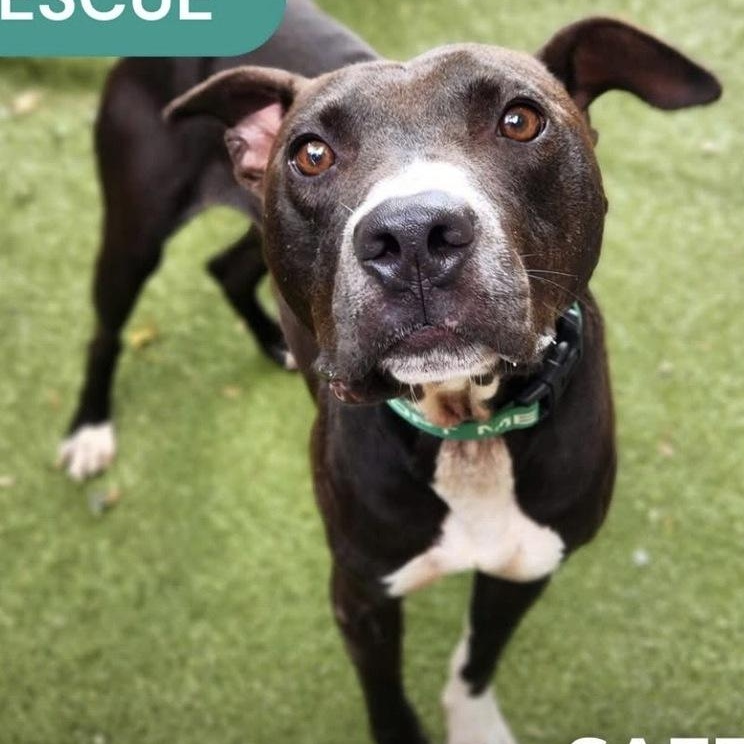 Enlarge BooBoo, a Adoptable mixed breed in Minneapolis, MN image 4/4