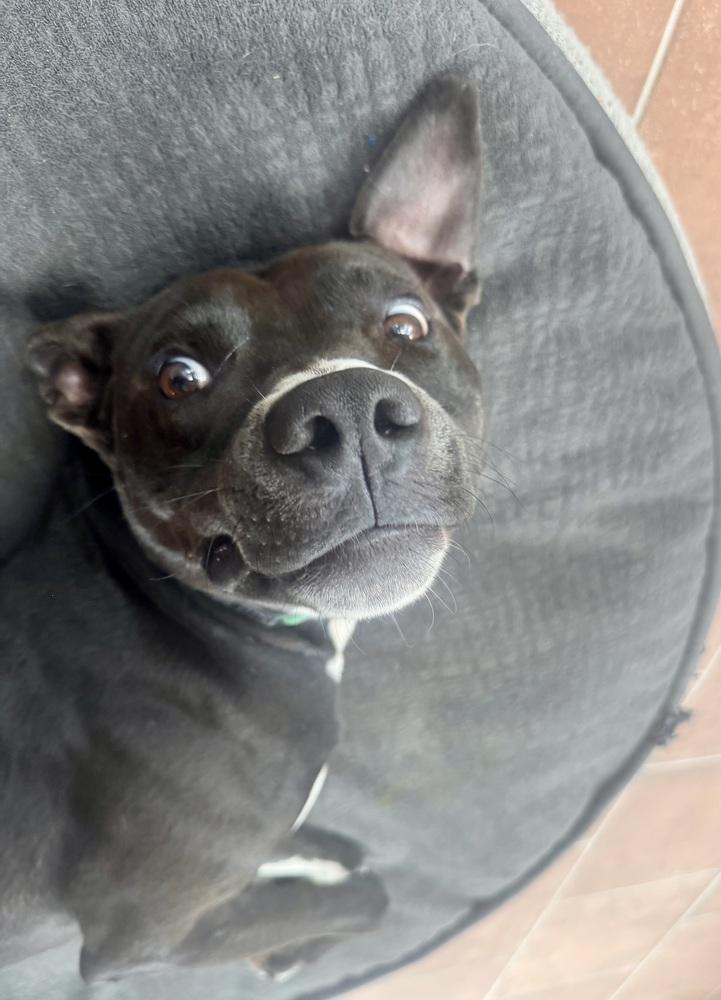 Enlarge BooBoo, a Adoptable mixed breed in Minneapolis, MN image 2/4