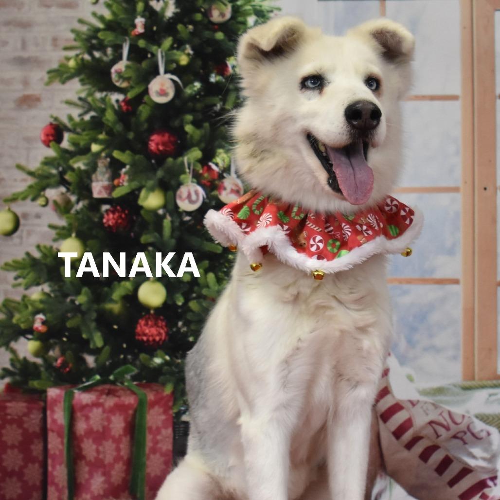 Tanaka, a Adoptable mixed breed in Yuma, AZ image 1/2