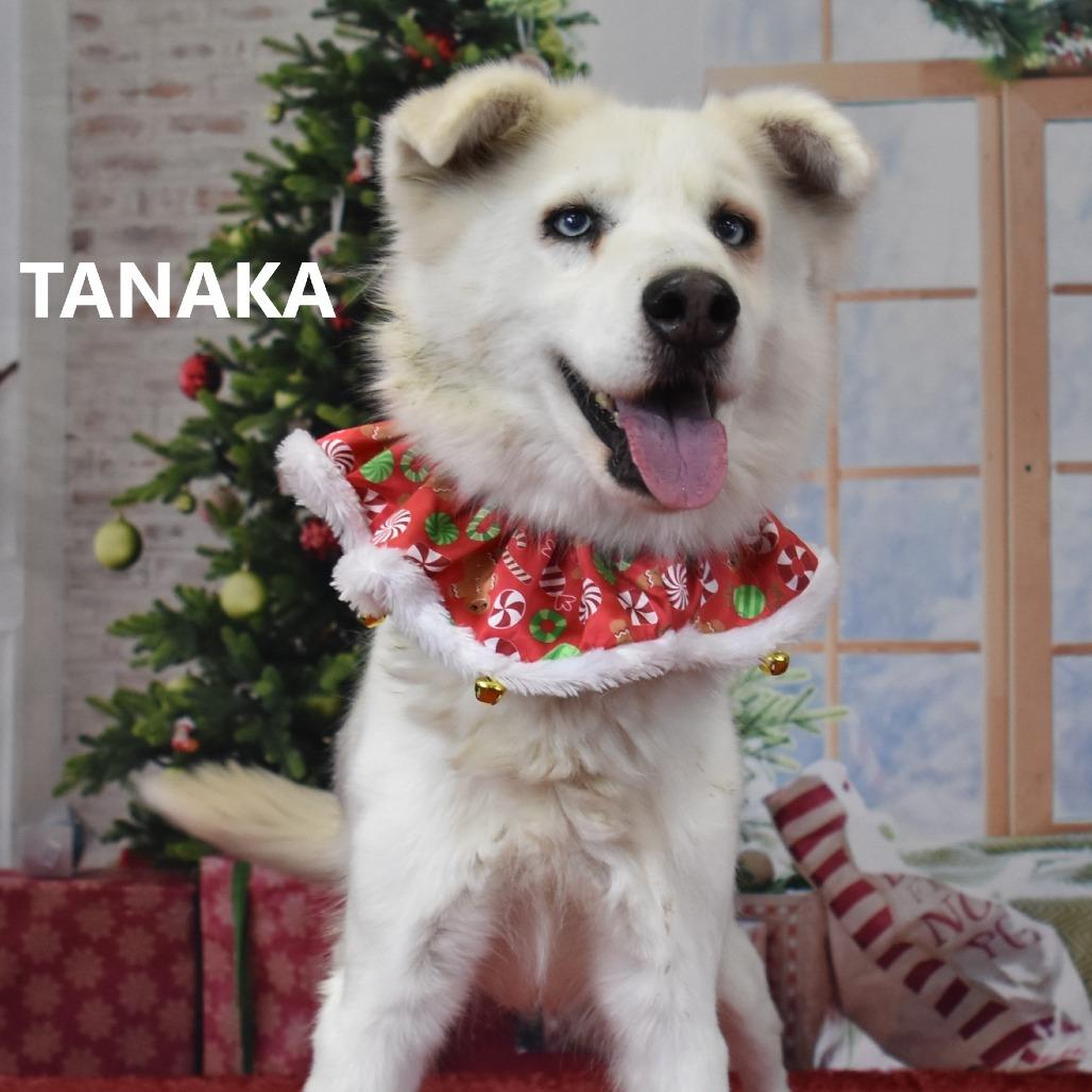 Tanaka, a Adoptable mixed breed in Yuma, AZ image 2/2