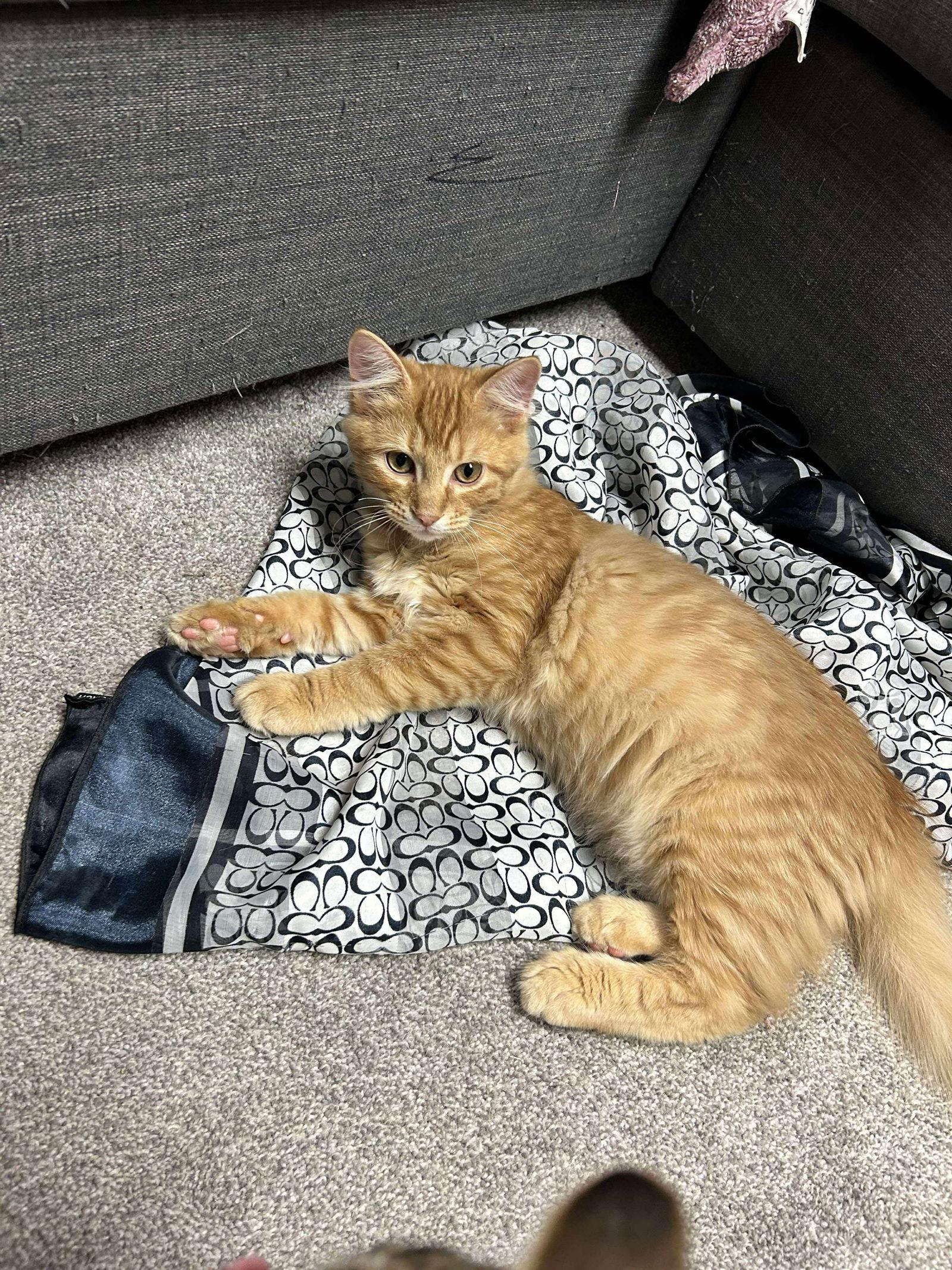 Garfield, Adopted, Young Male Domestic Short Hair.