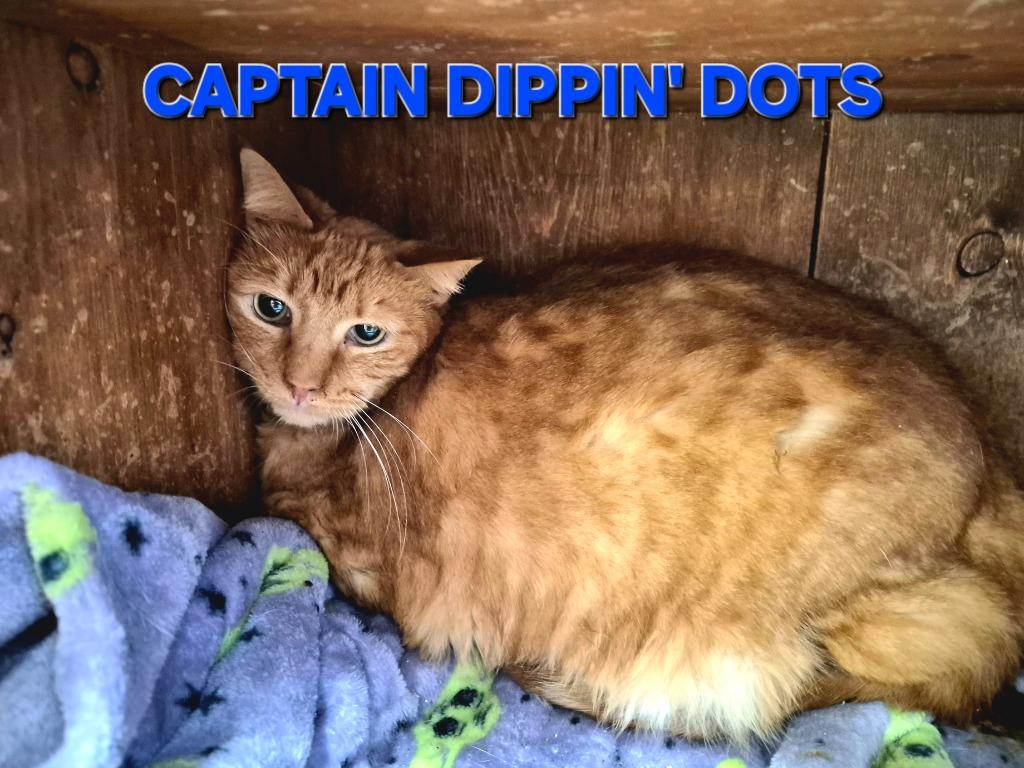 Enlarge Captain Dippin' Dots, a Adoptable mixed breed in Rome, GA image 1/2