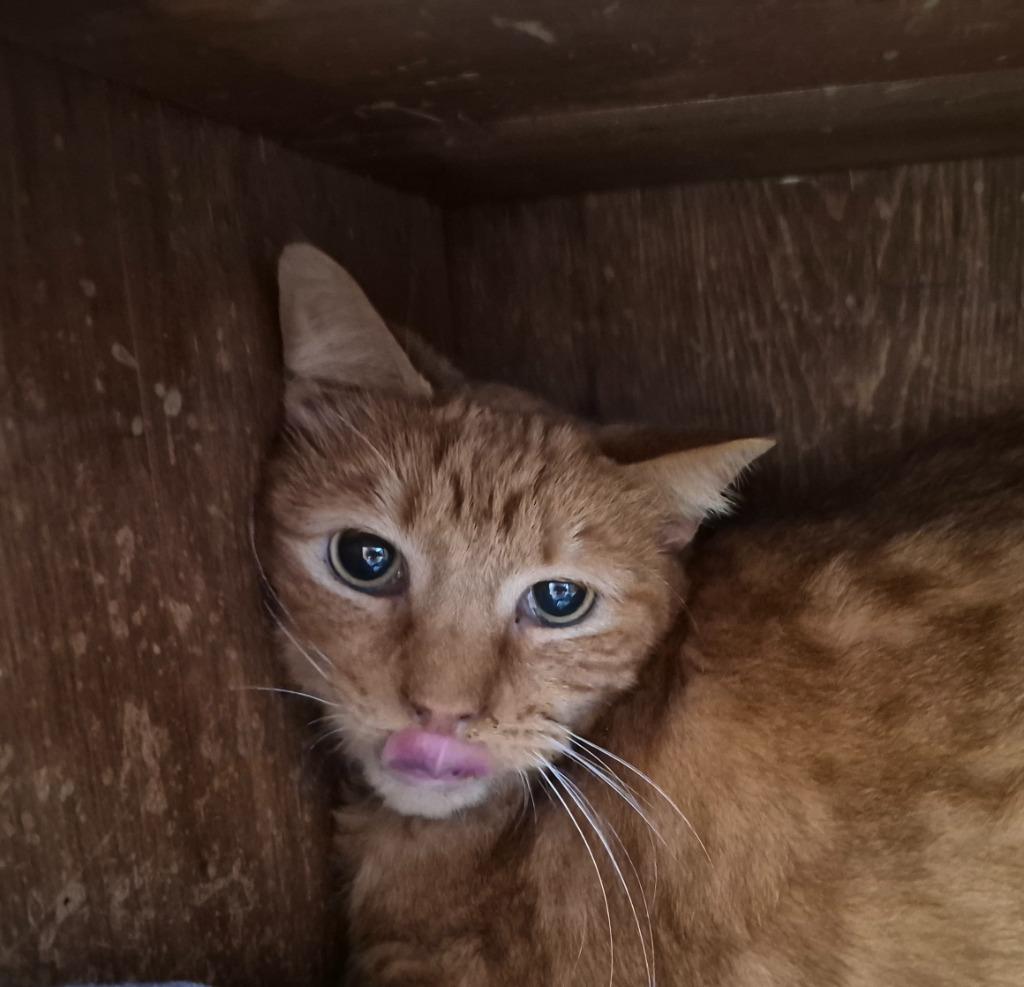 Enlarge Captain Dippin' Dots, a Adoptable mixed breed in Rome, GA image 2/2