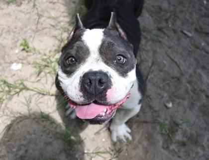 Enlarge Bella, an adopted mixed breed in Inverness, FL image 2/2