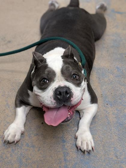 Enlarge Bella, an adopted mixed breed in Inverness, FL image 1/2