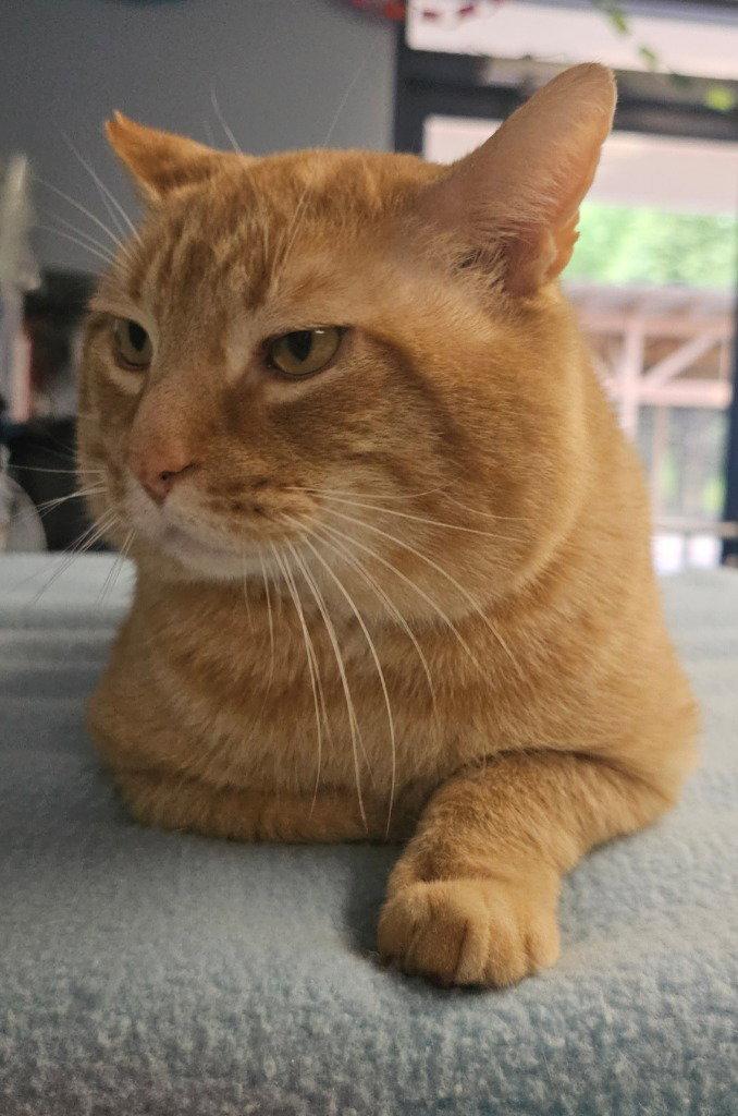 Milo, a Adoptable Domestic Short Hair in Lovingston, VA image 1/3