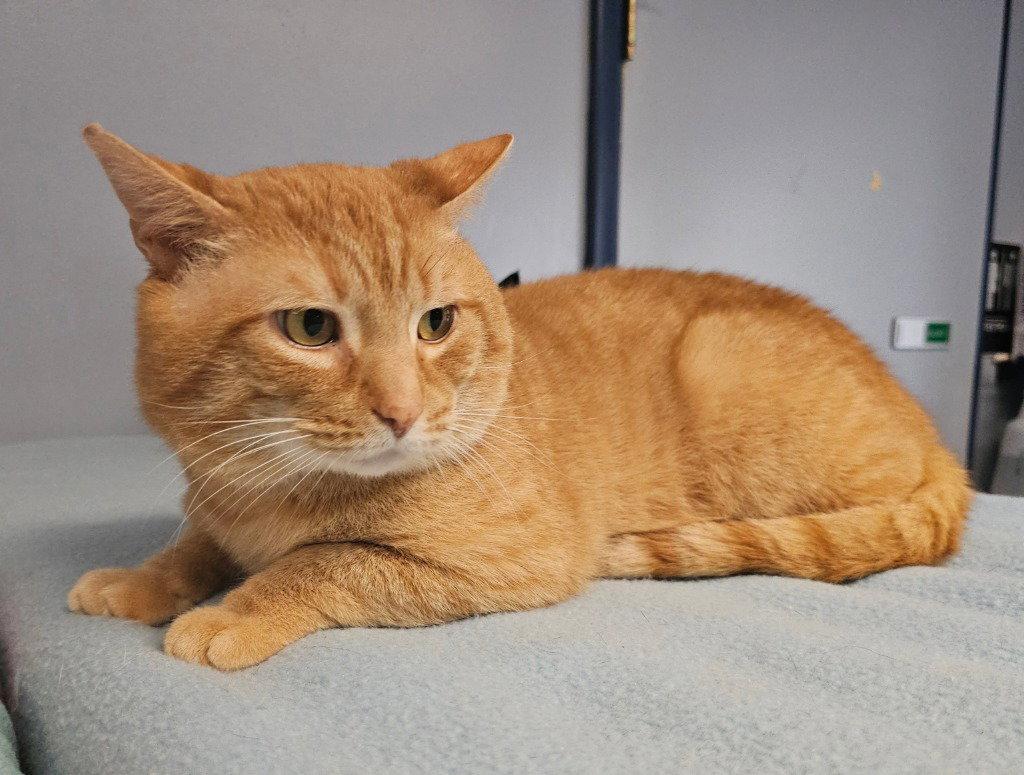 Milo, a Adoptable Domestic Short Hair in Lovingston, VA image 2/3