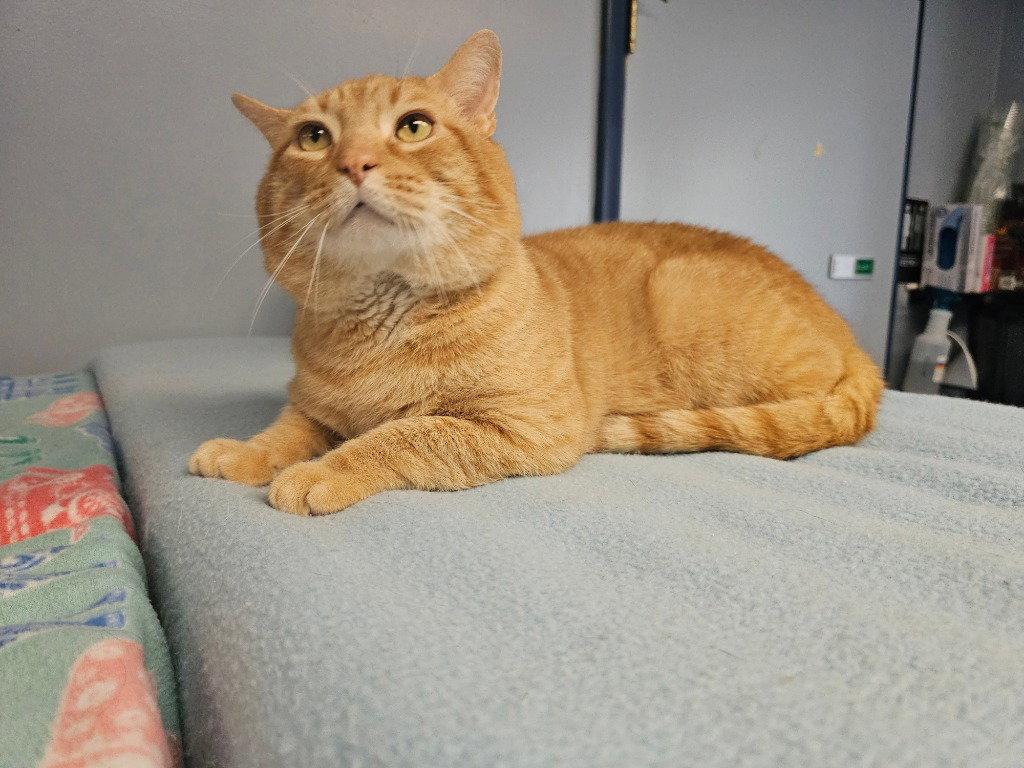 Milo, a Adoptable Domestic Short Hair in Lovingston, VA image 3/3