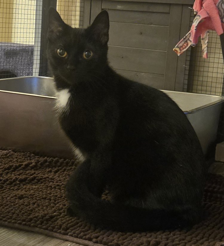 Heidi & Satin, a Adoptable Domestic Short Hair in Milwaukee, WI image 1/2