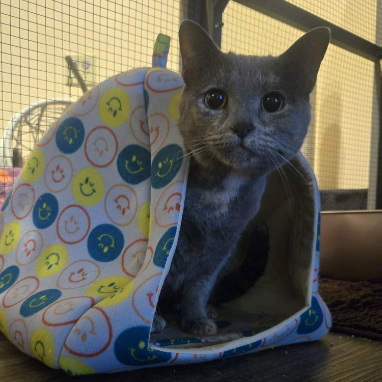 Heidi & Satin, a Adoptable Domestic Short Hair in Milwaukee, WI image 2/2