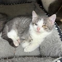 Enlarge Sunkist, a ADOPTABLE Domestic Short Hair in Black River Falls, WI image 1/1