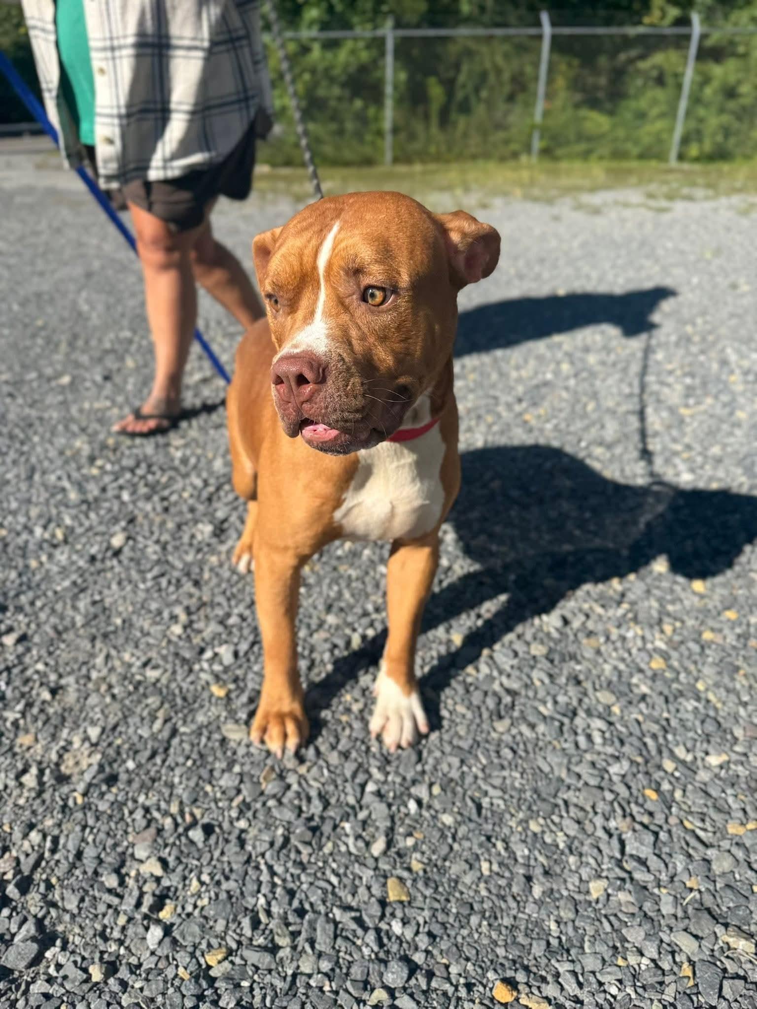 Clyde (3yo, 60lbs), a Adoptable Pit Bull Terrier in Hinton, WV image 1/3