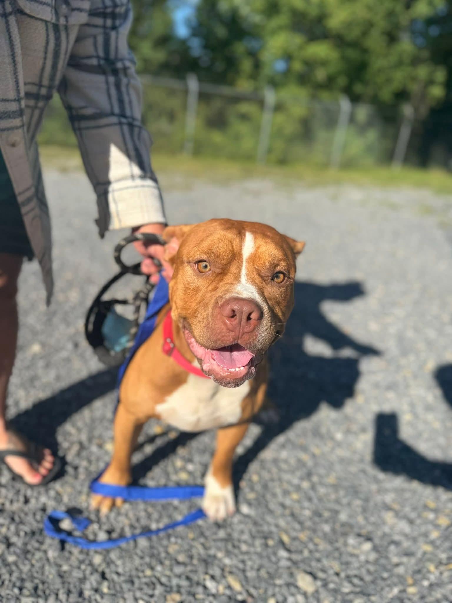 Clyde (3yo, 60lbs), a Adoptable Pit Bull Terrier in Hinton, WV image 2/3