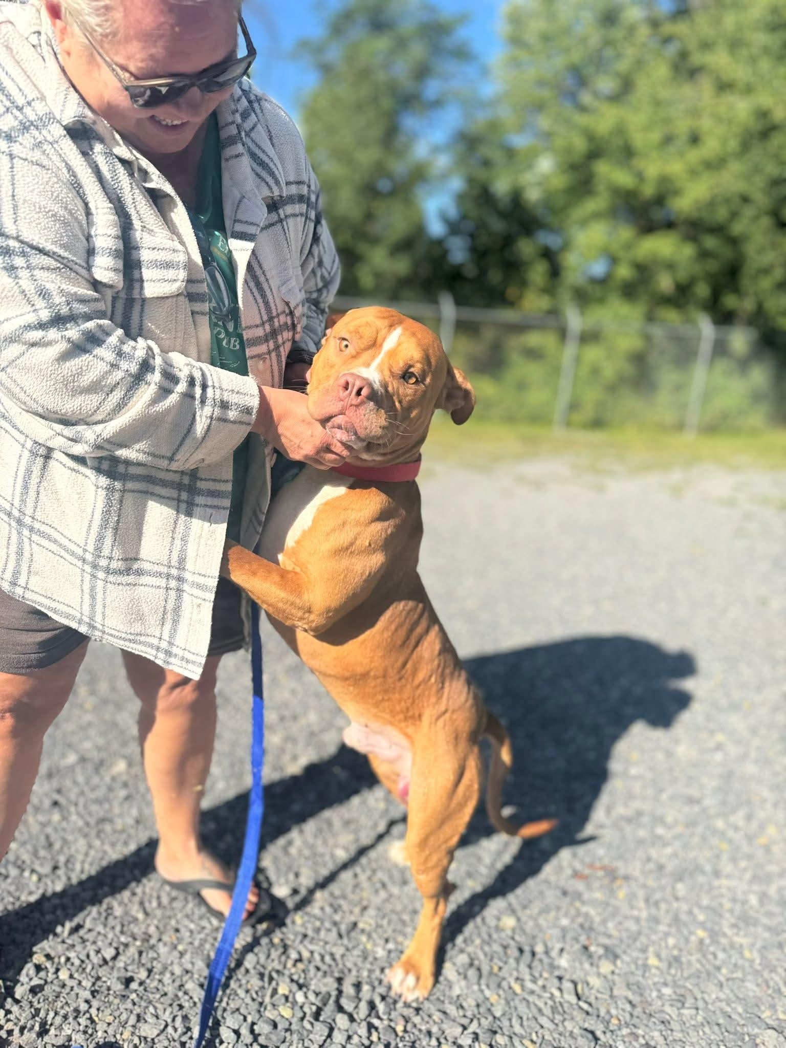 Clyde (3yo, 60lbs), a Adoptable Pit Bull Terrier in Hinton, WV image 3/3