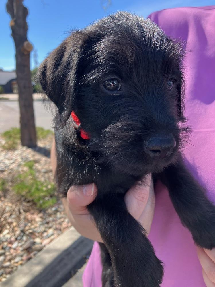 Willie, Adoptable, Puppy Male Schnauzer & Labrador Retriever.