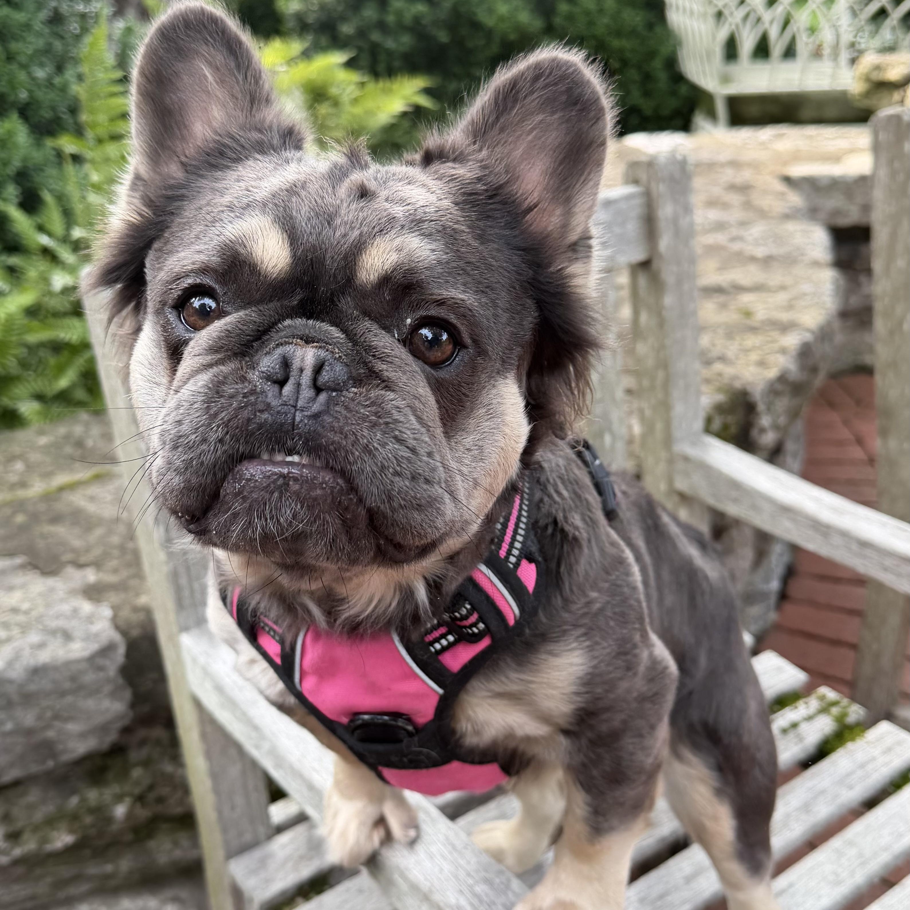 Belzora Kizzie, adoptable, Adult Female French Bulldog.