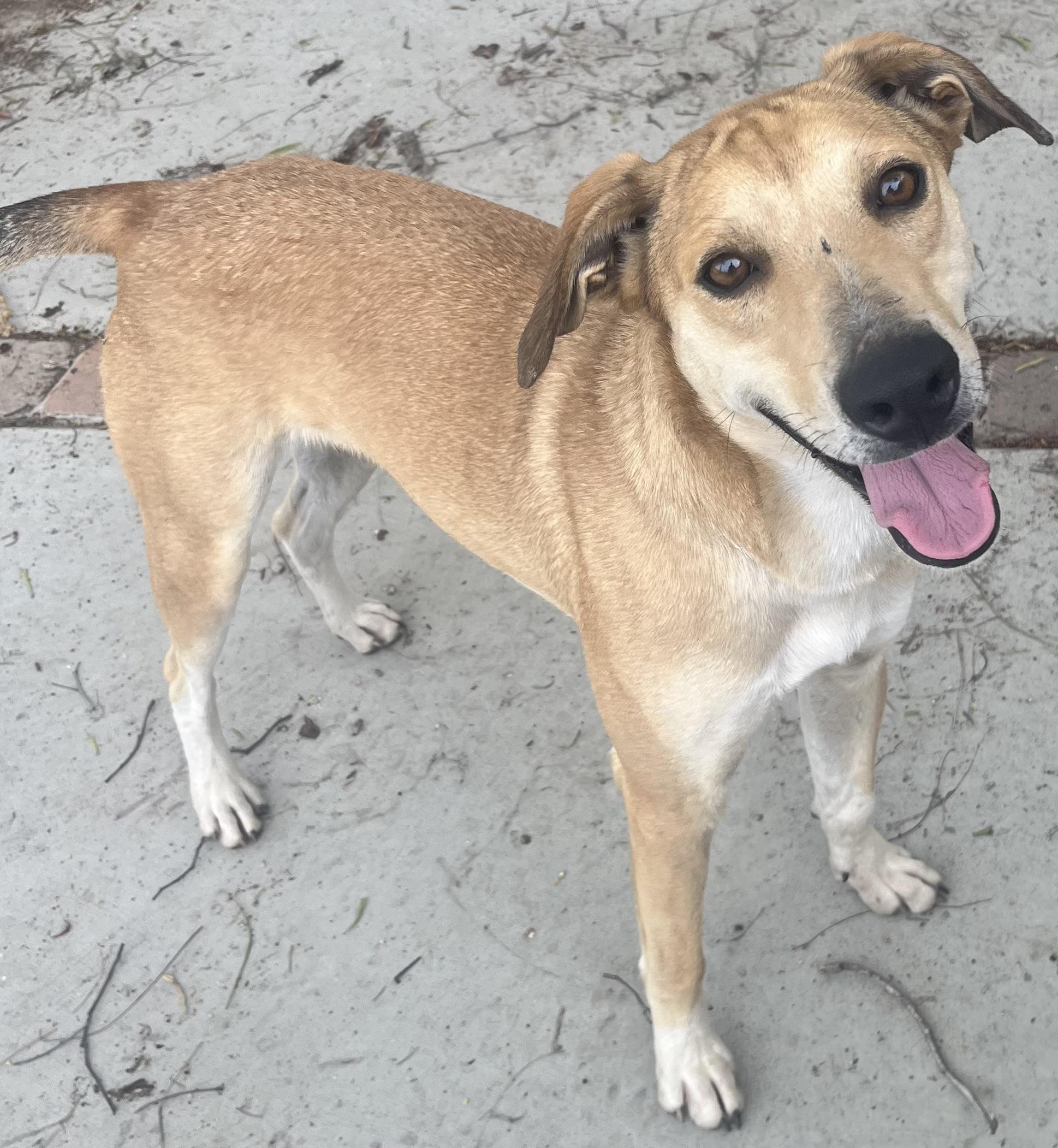 CALYPSO, a Adoptable Field Spaniel in El Cajon, CA image 1/5