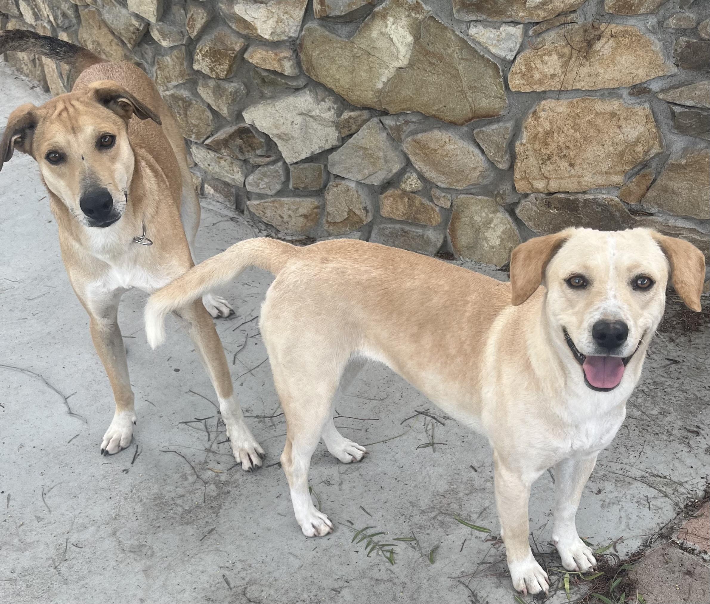 CALYPSO, a Adoptable Field Spaniel in El Cajon, CA image 2/5