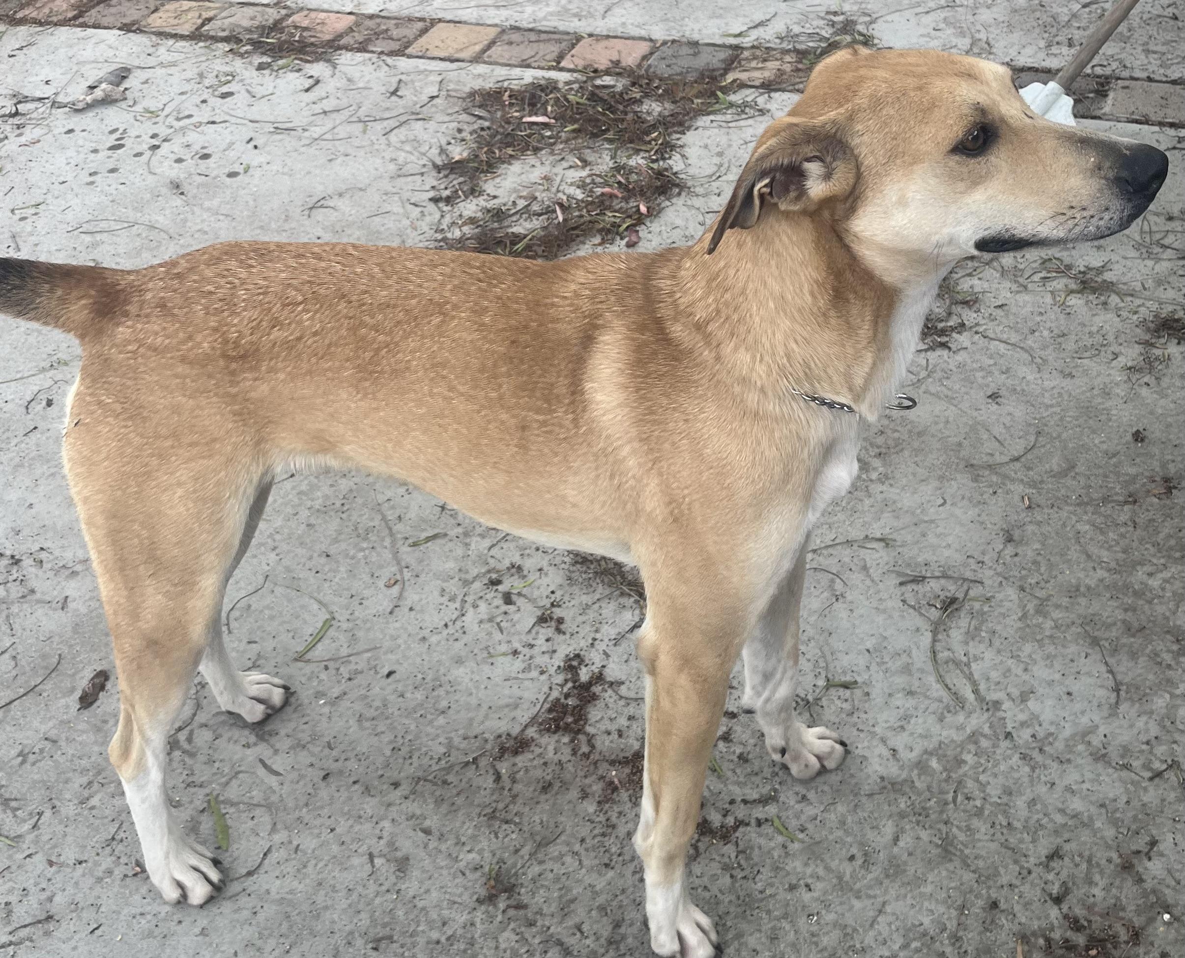CALYPSO, a Adoptable Field Spaniel in El Cajon, CA image 3/5