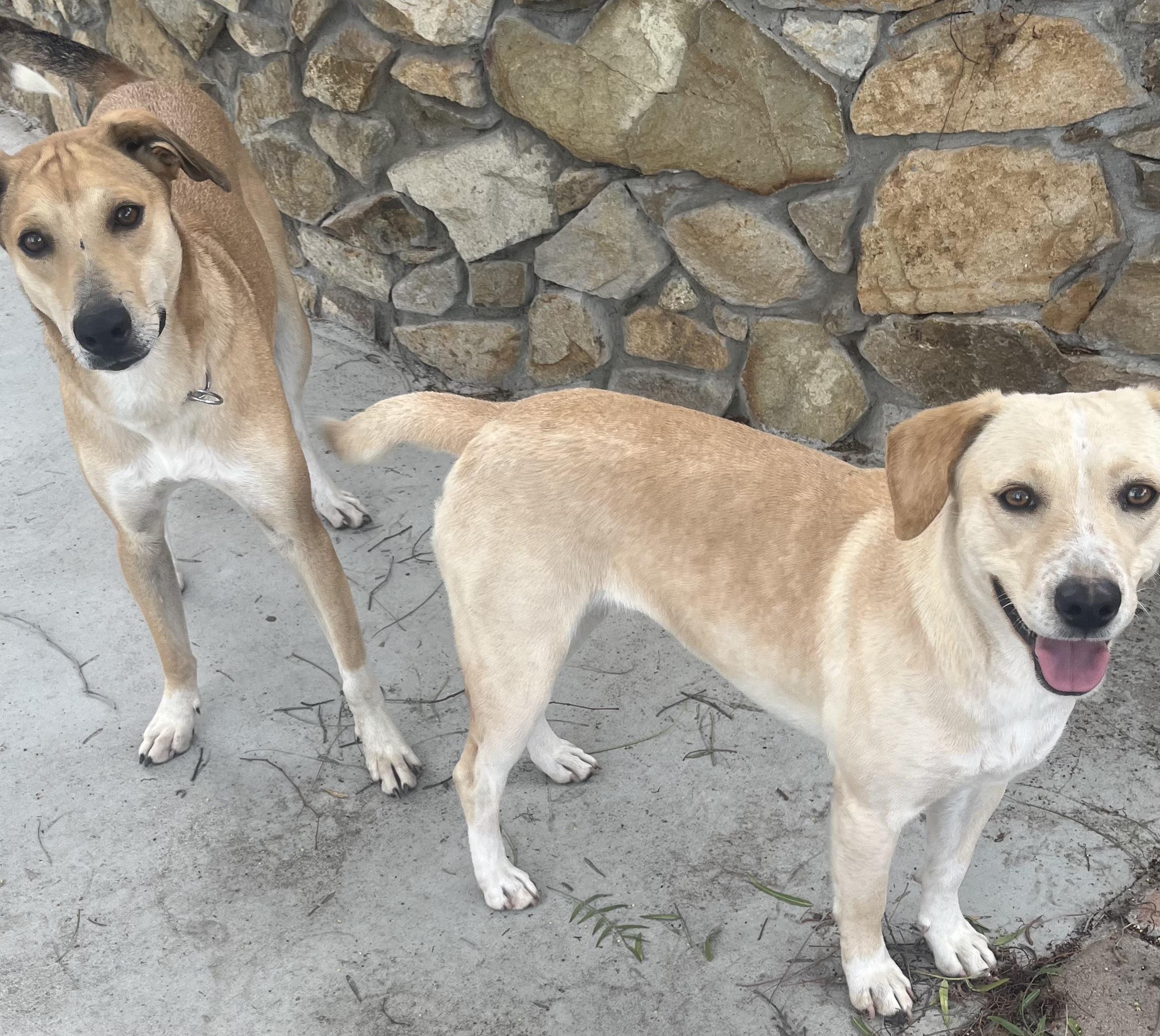 CALYPSO, a Adoptable Field Spaniel in El Cajon, CA image 4/5