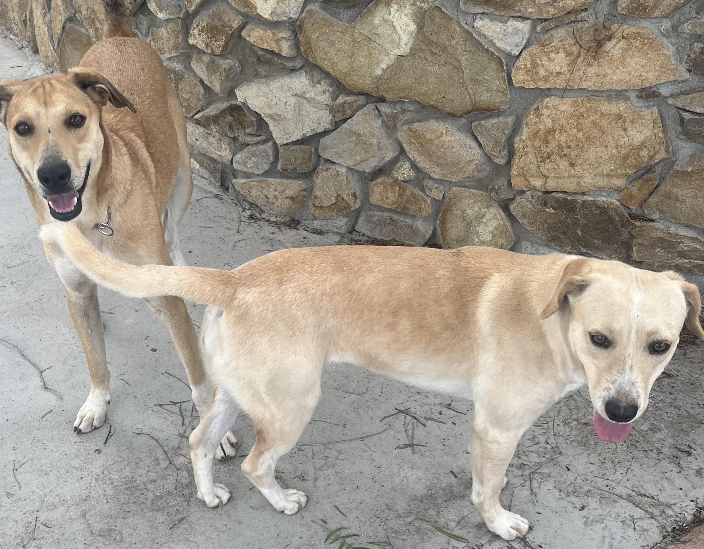 CALYPSO, a Adoptable Field Spaniel in El Cajon, CA image 5/5