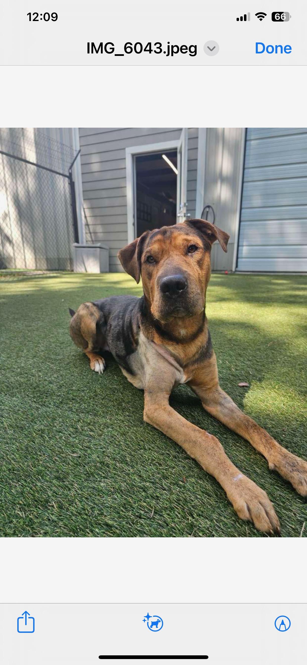 Enlarge Kane, a Adoptable mixed breed in Clearwater, FL image 1/4