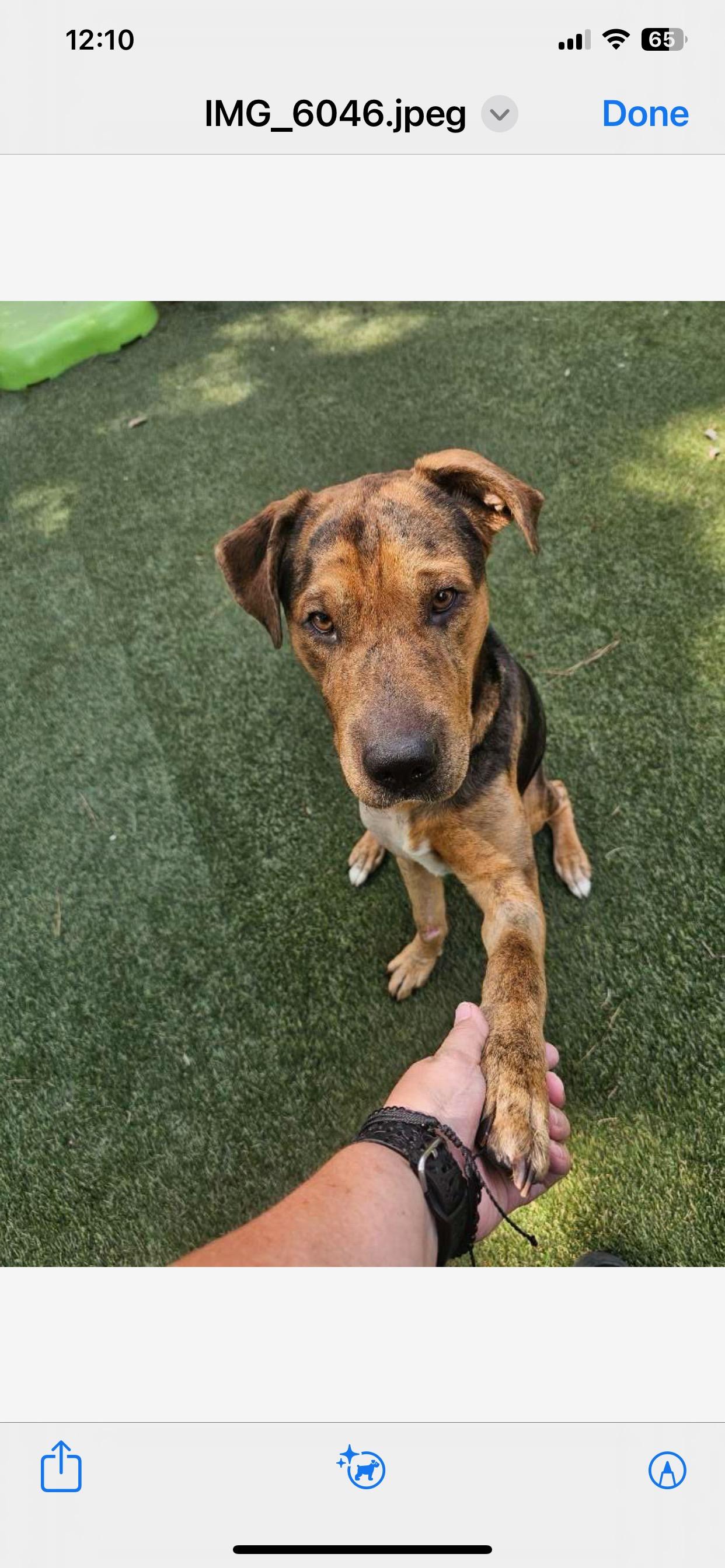 Kane, Young Male Mixed Breed