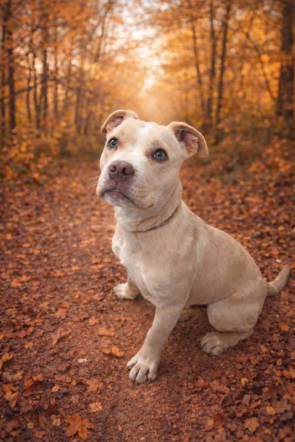 Enlarge Hoss, an adopted mixed breed in Susanville, CA image 1/2