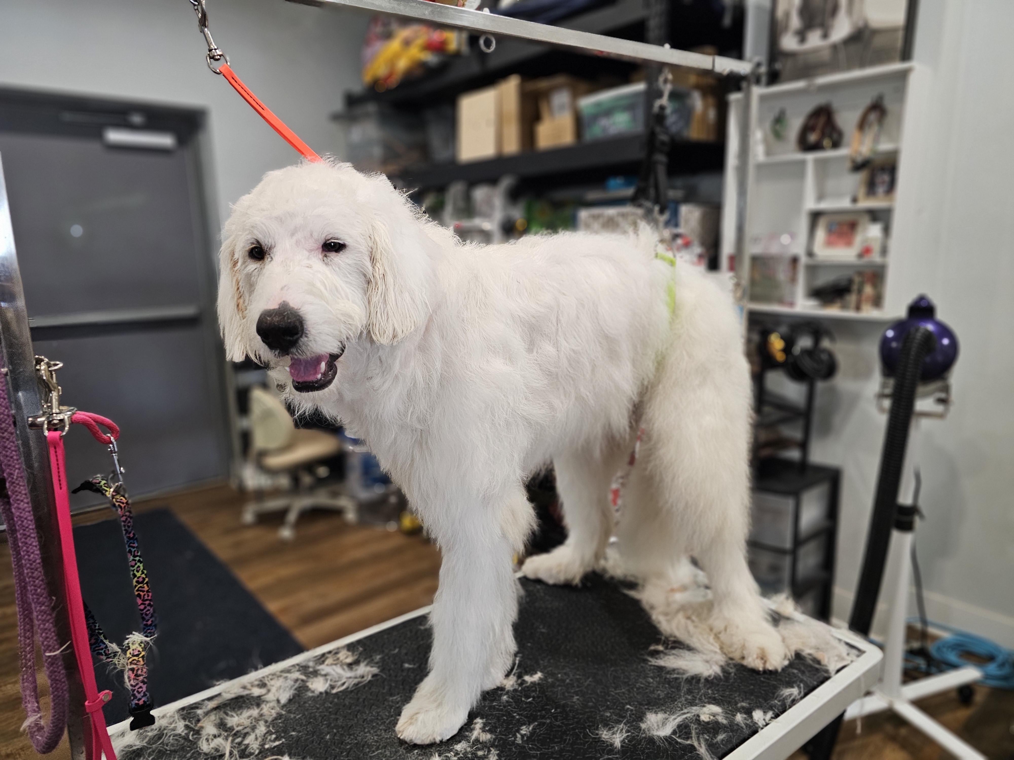 Enlarge Blanca, a ADOPTABLE mixed breed in O Fallon, IL image 1/6