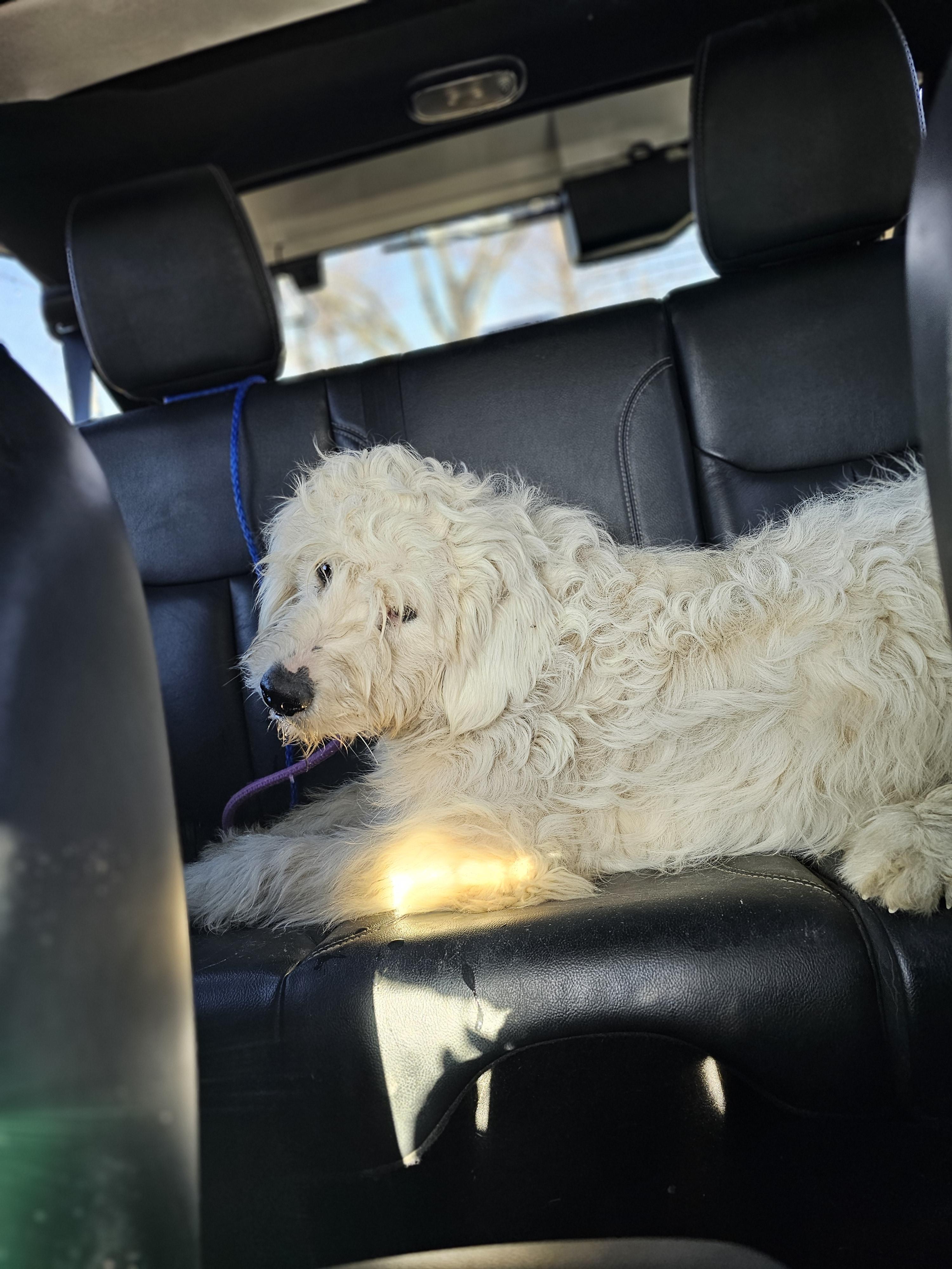 Enlarge Blanca, a ADOPTABLE mixed breed in O Fallon, IL image 4/6