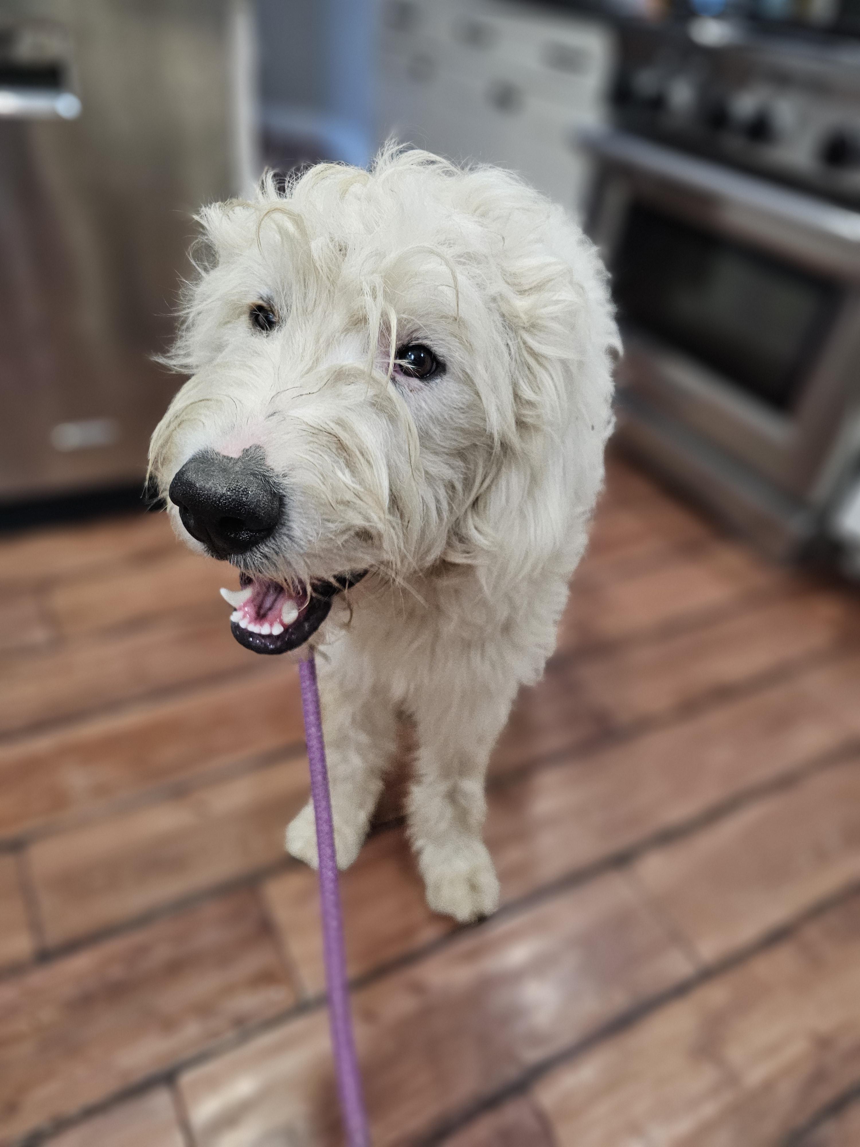 Enlarge Blanca, a ADOPTABLE mixed breed in O Fallon, IL image 3/6
