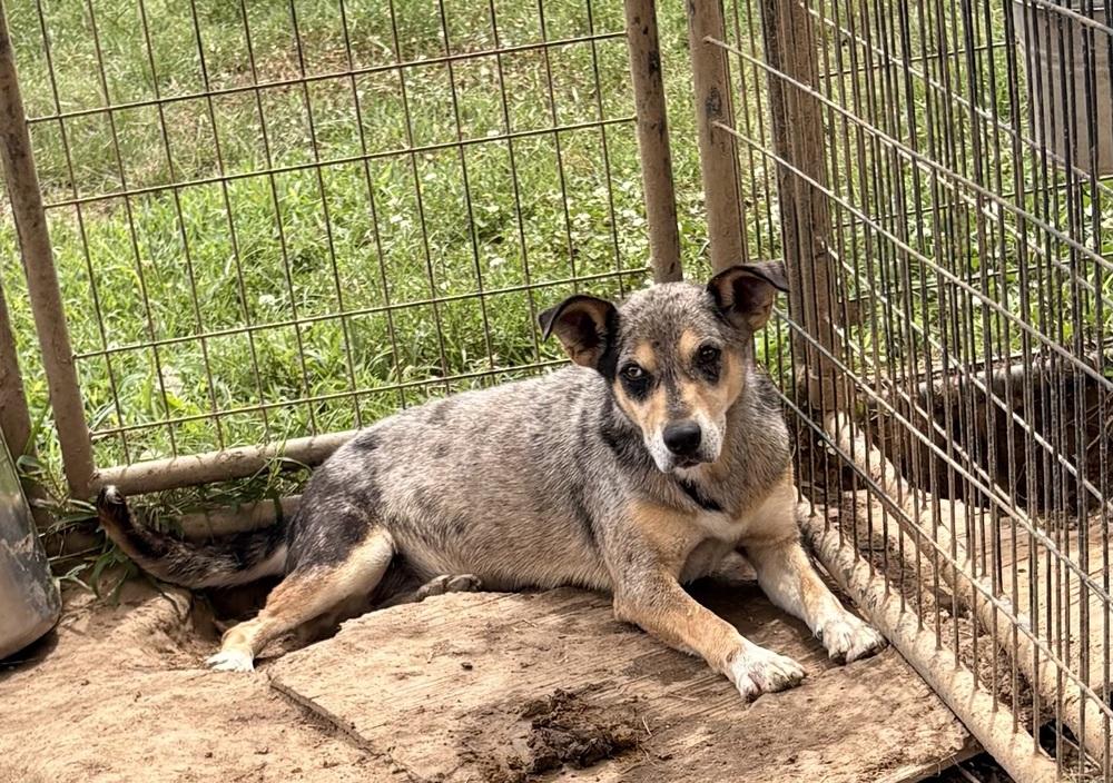 Enlarge Bluey, a Adoptable mixed breed in Crystal Springs, MS image 1/2