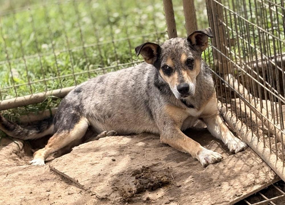 Enlarge Bluey, a Adoptable mixed breed in Crystal Springs, MS image 2/2