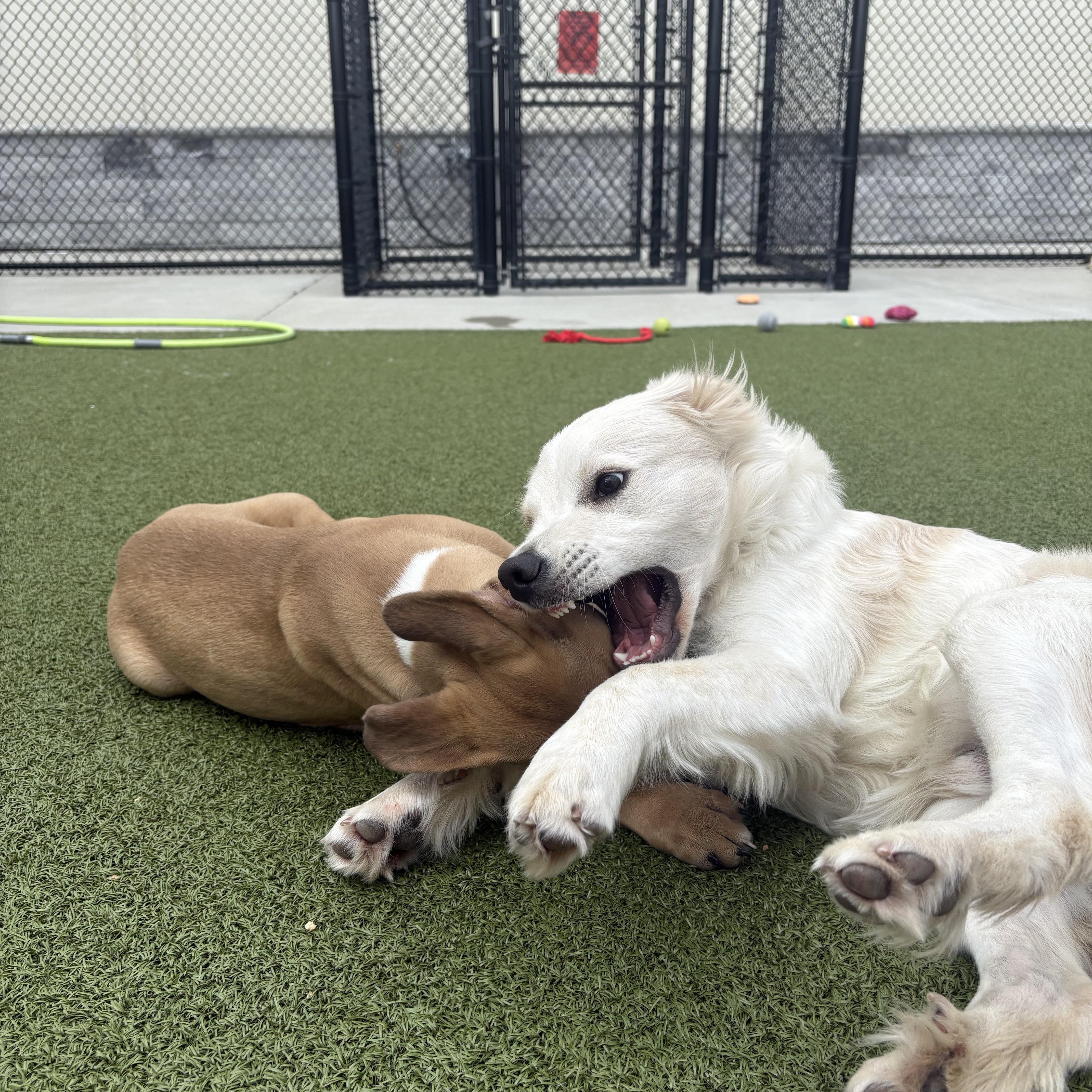 Enlarge Boomer, a ADOPTABLE mixed breed in Cincinnati, OH image 3/4