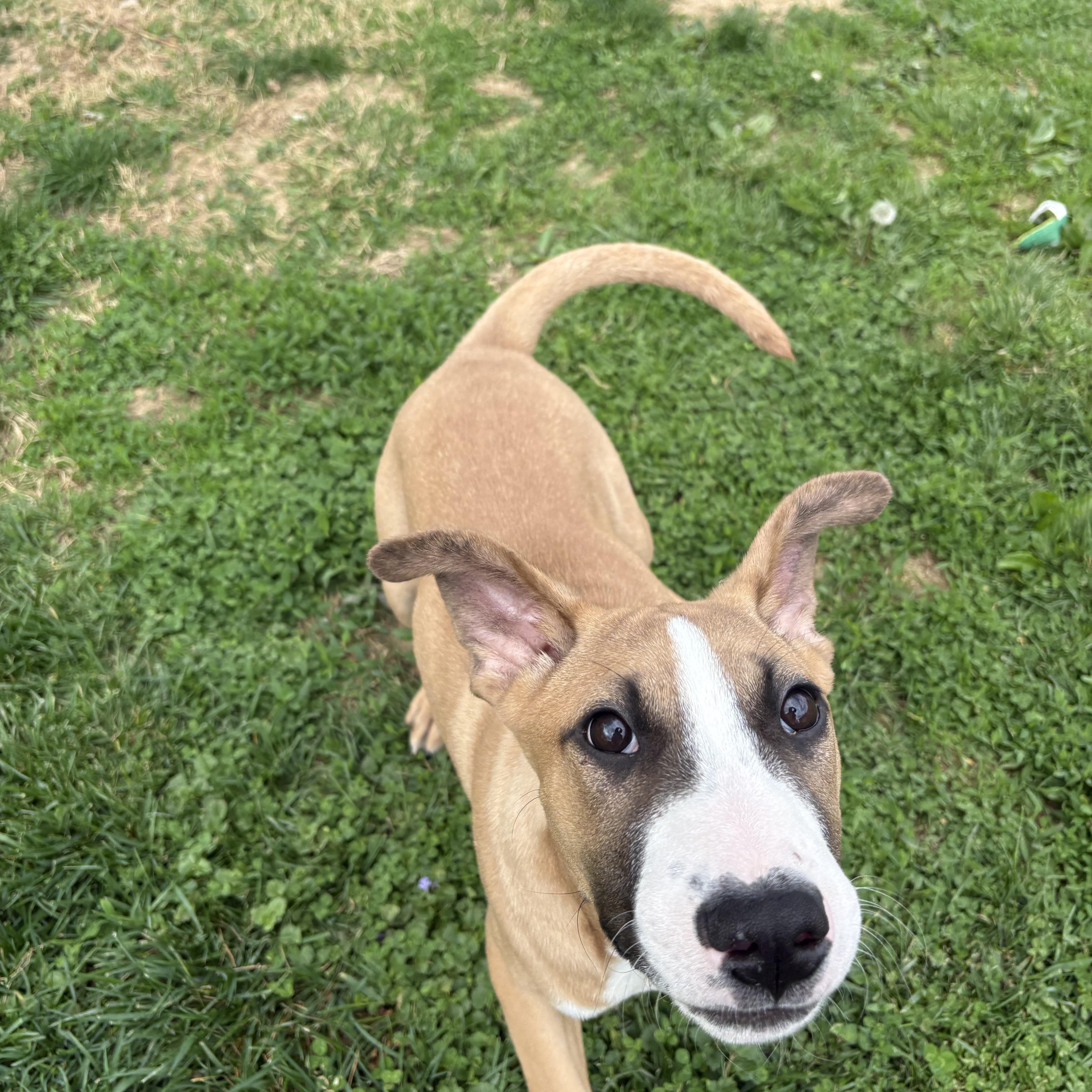 Enlarge Boomer, a ADOPTABLE mixed breed in Cincinnati, OH image 2/4